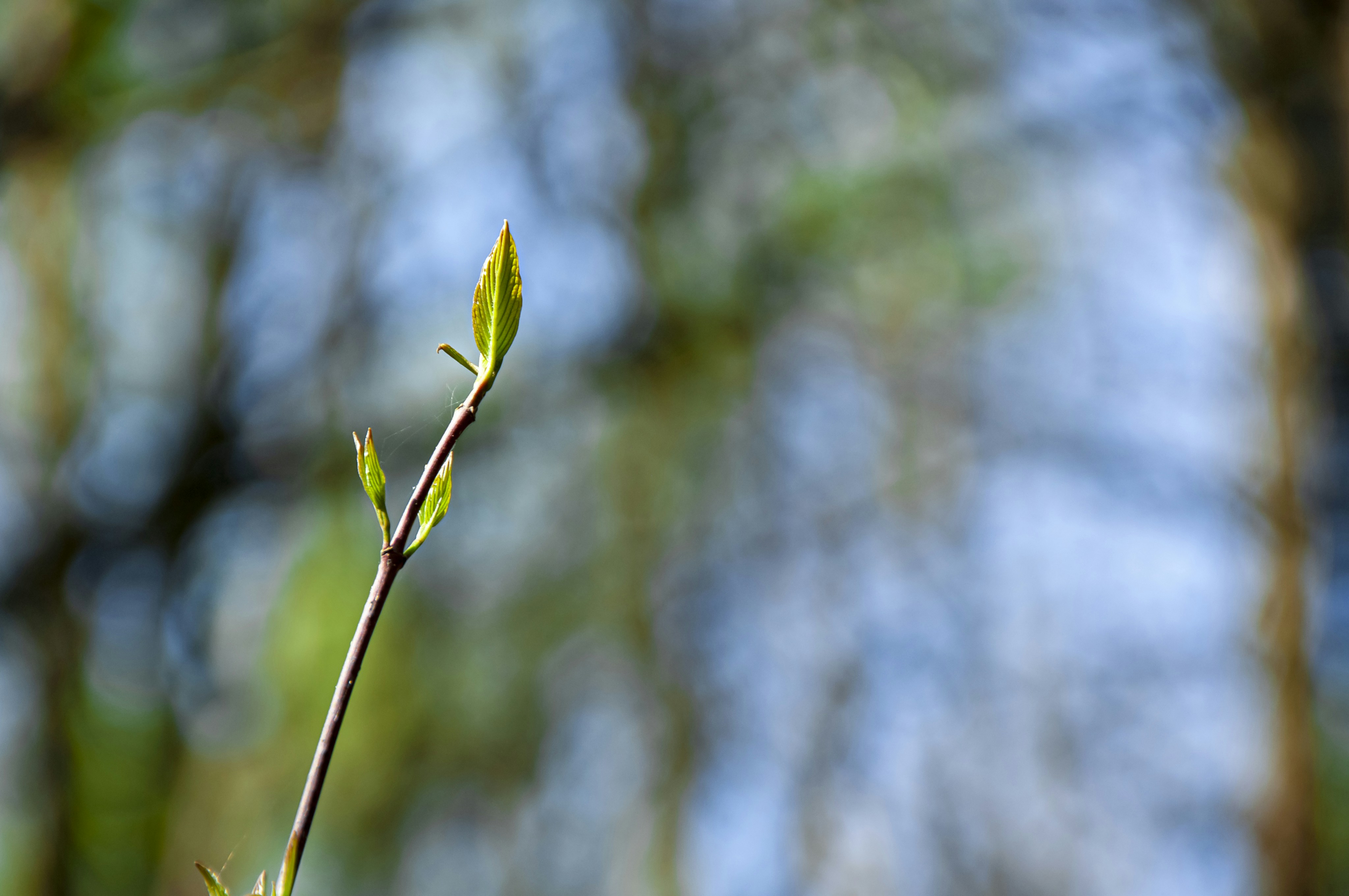 Photo by nikkitenkos