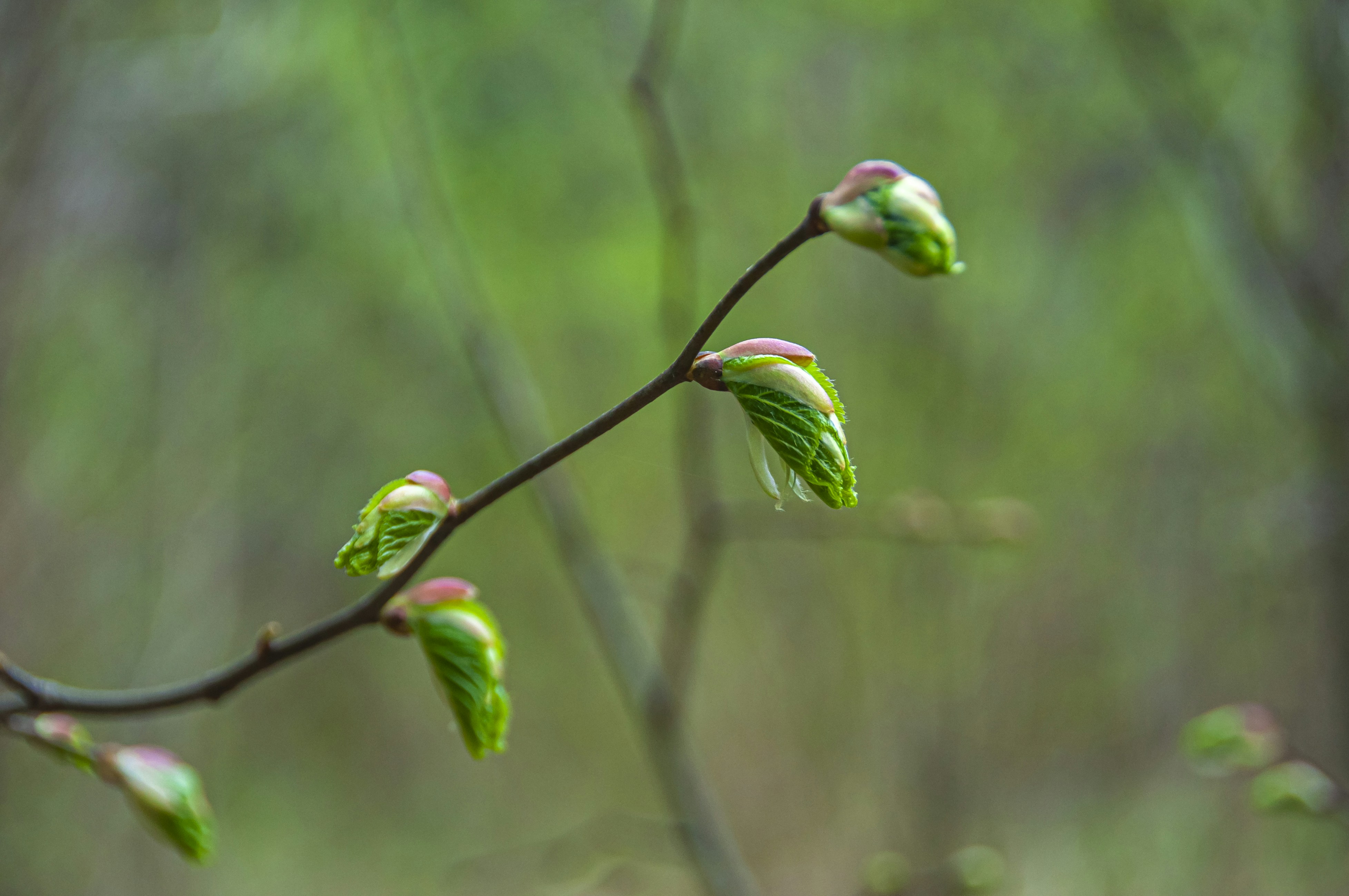 Photo by nikkitenkos