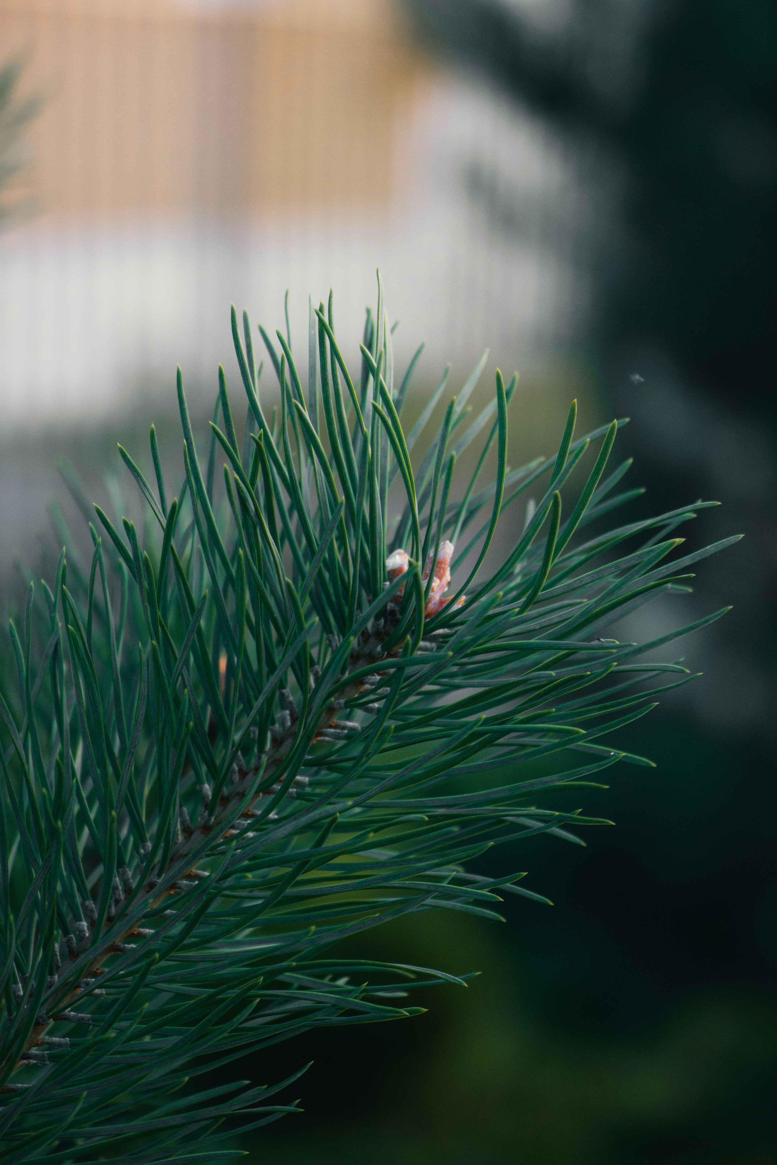 Photo by temapedchenko