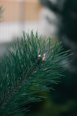 A close up of a pine tree branch