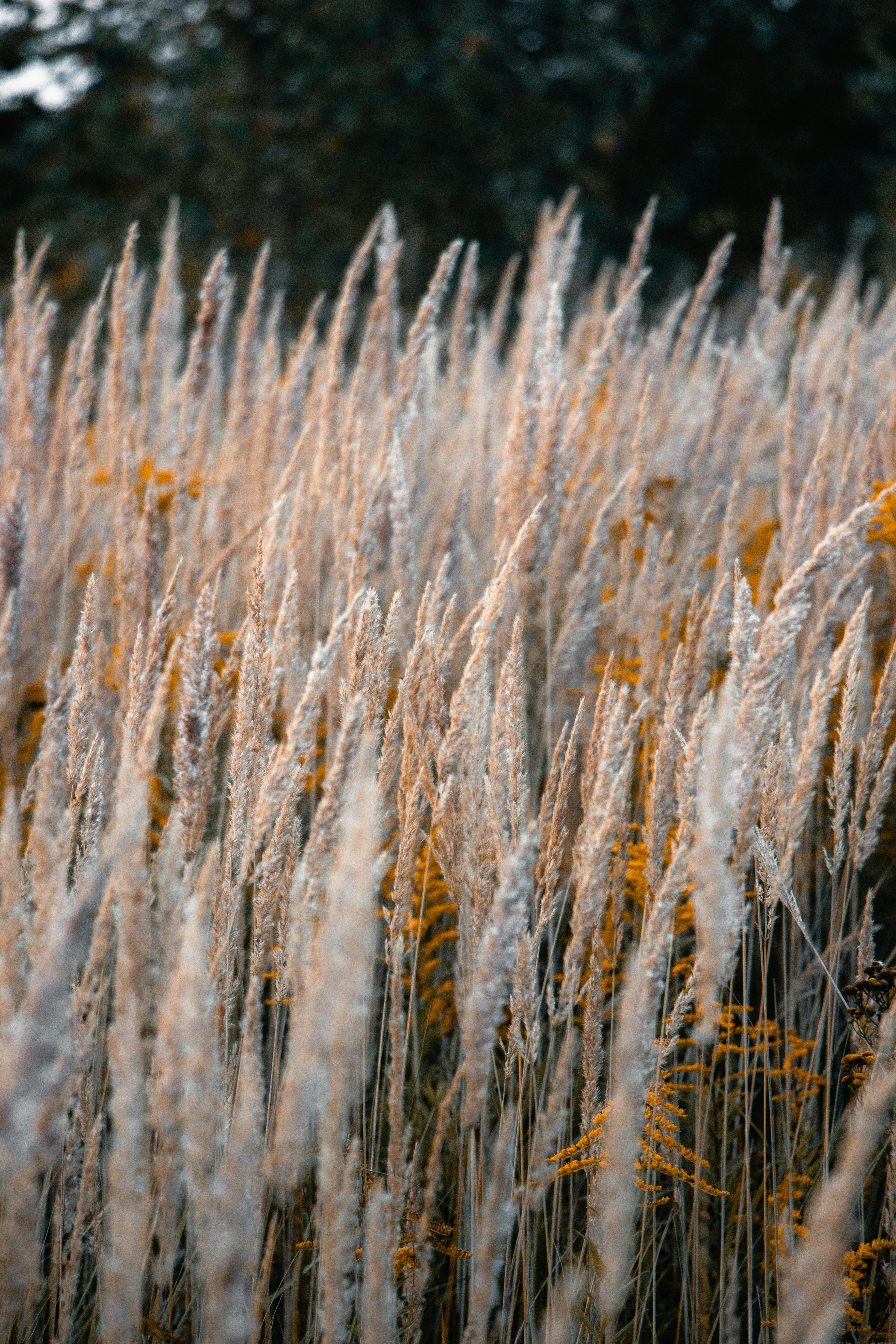 Photo by temapedchenko