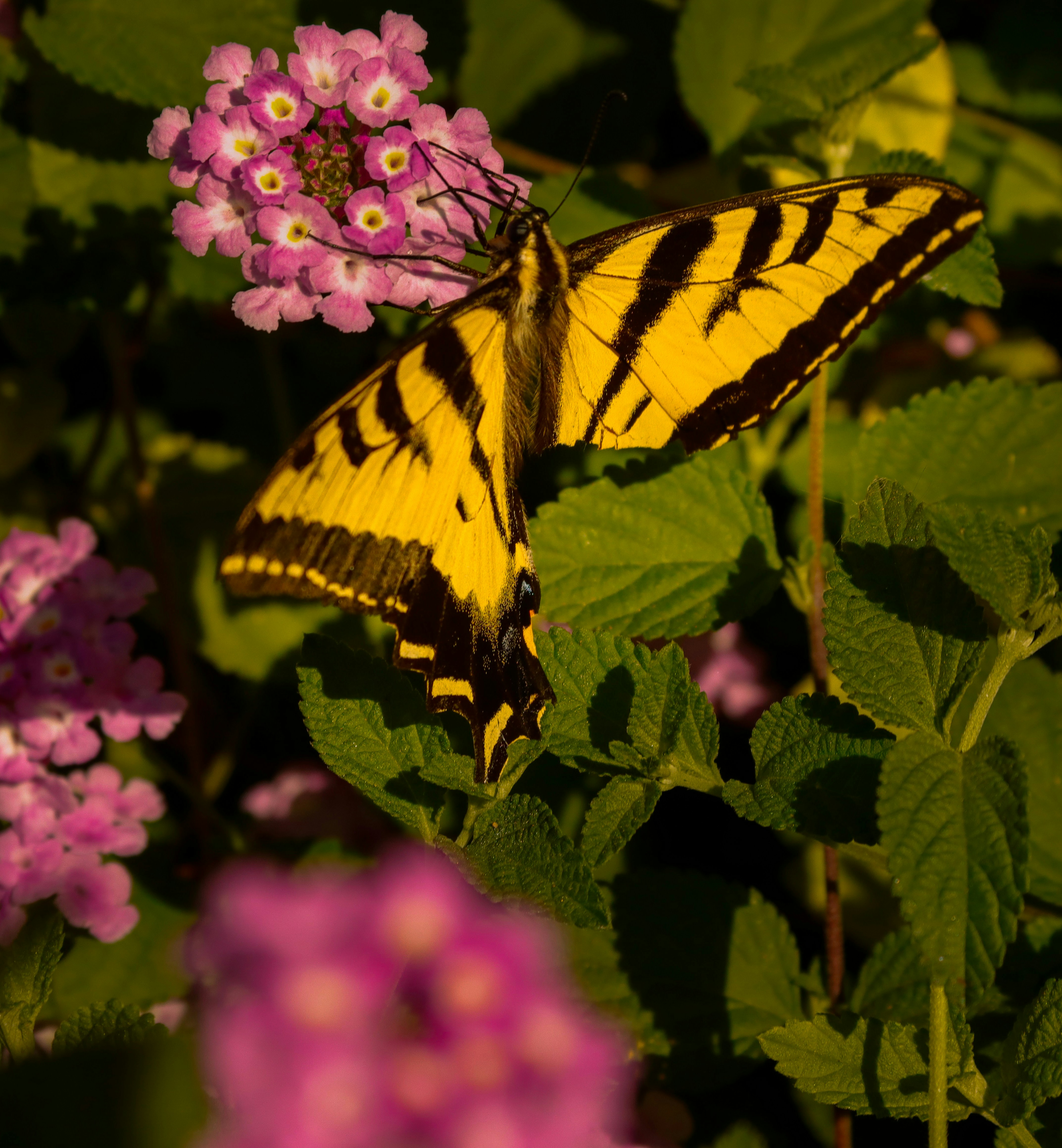 Photo by mazinomron