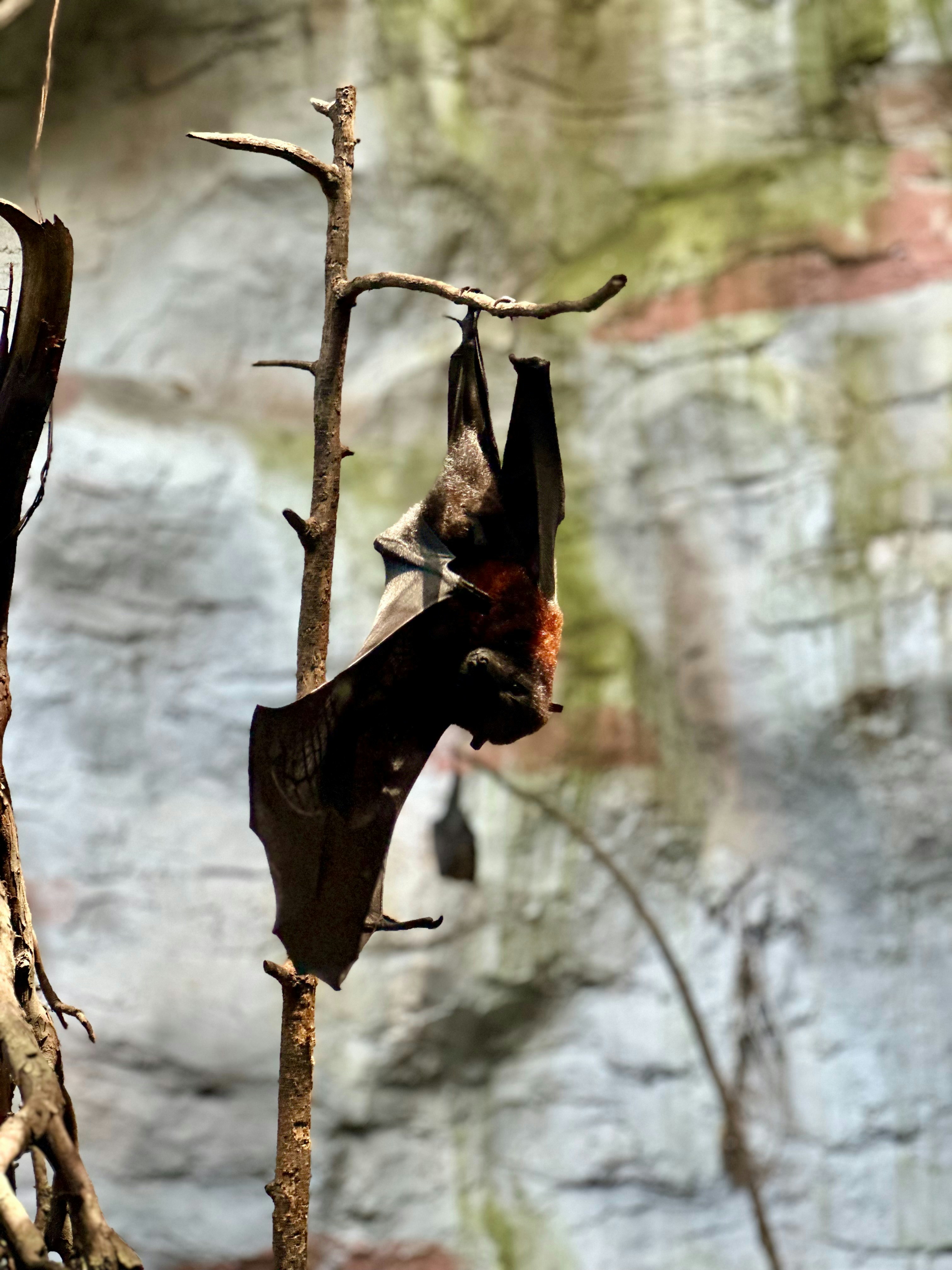 Vampire Bats Share Blood Through Regurgitation (image credits: unsplash)