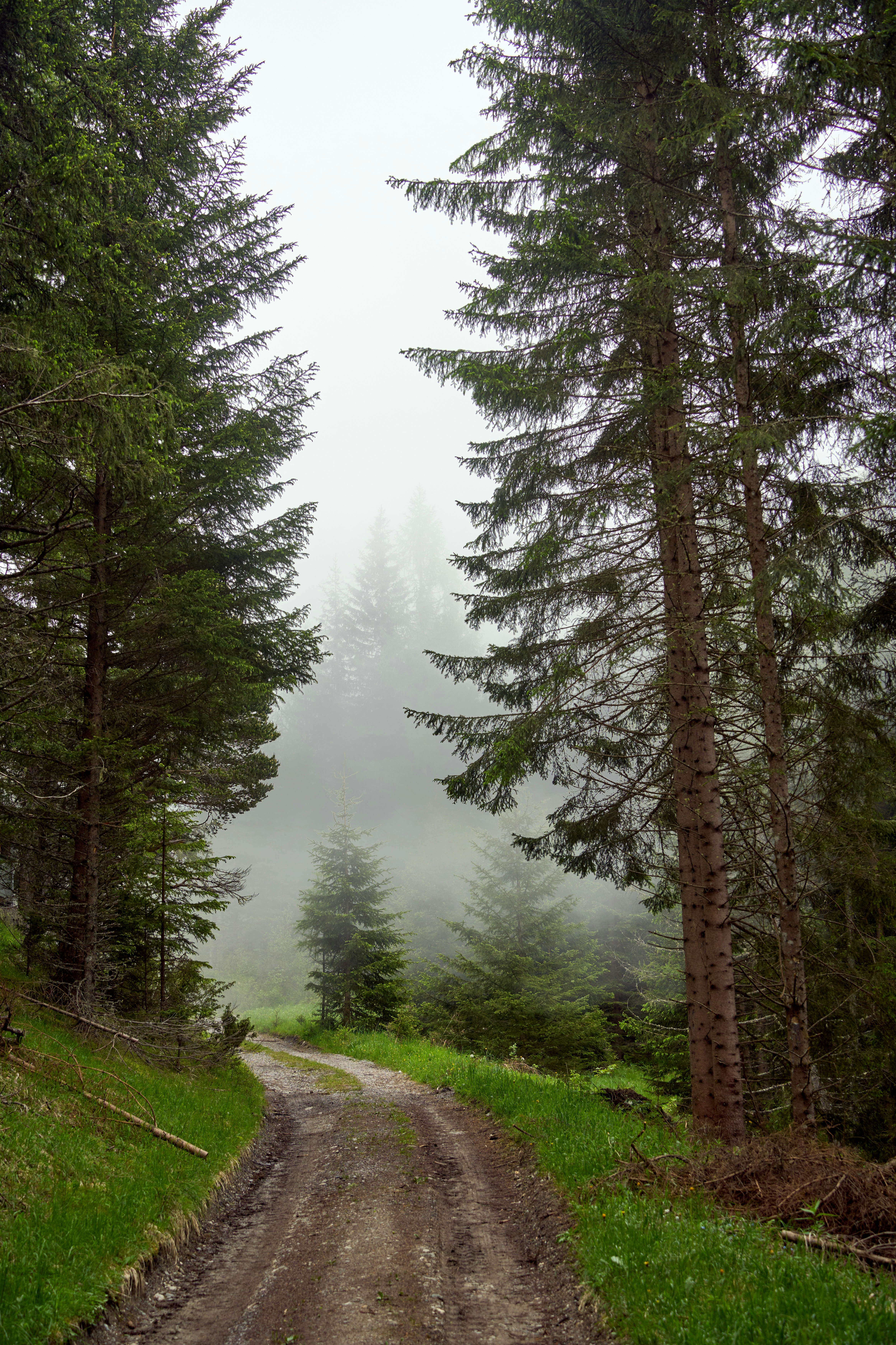 Photo by wolfgang_hasselmann