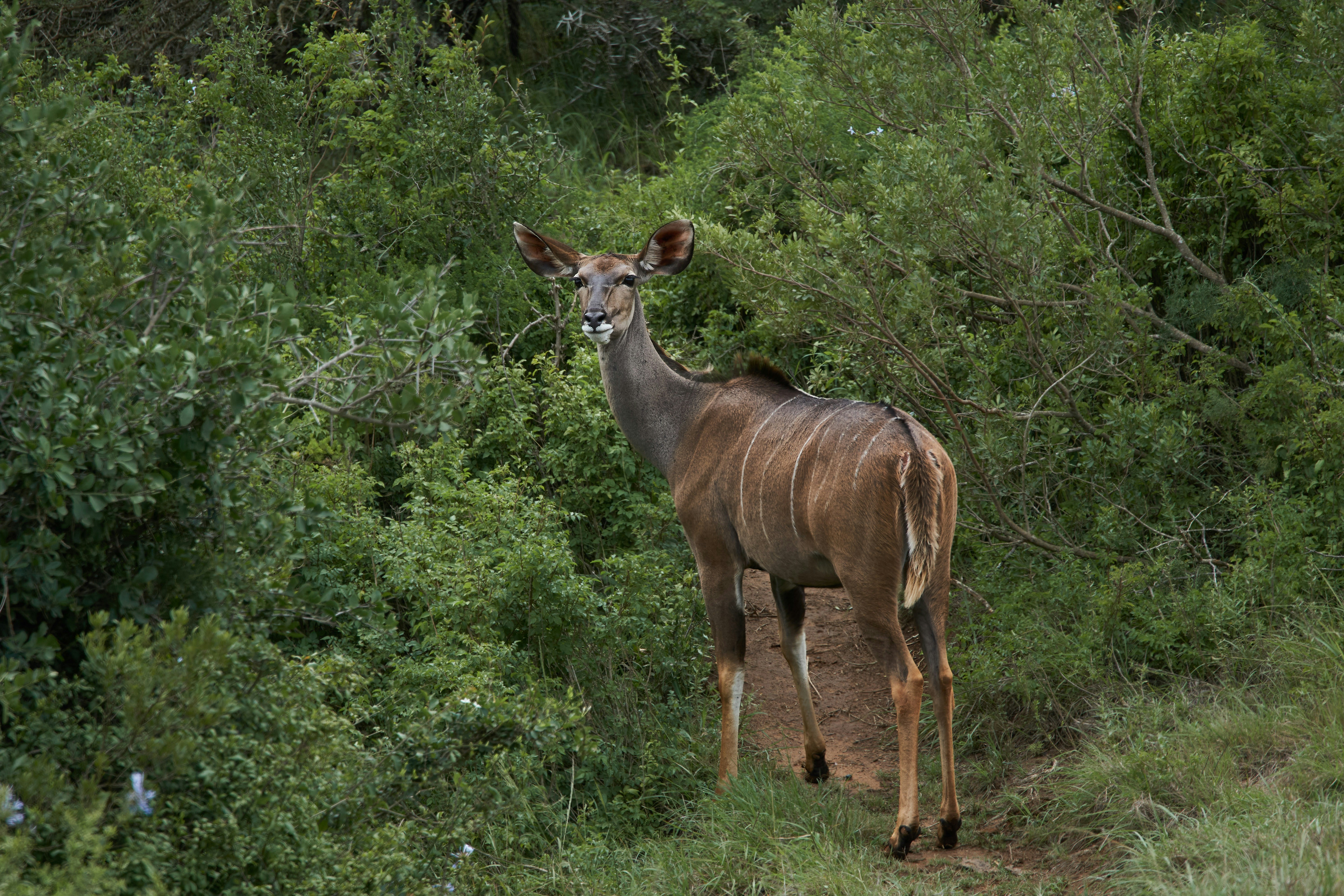 Photo by wolfgang_hasselmann