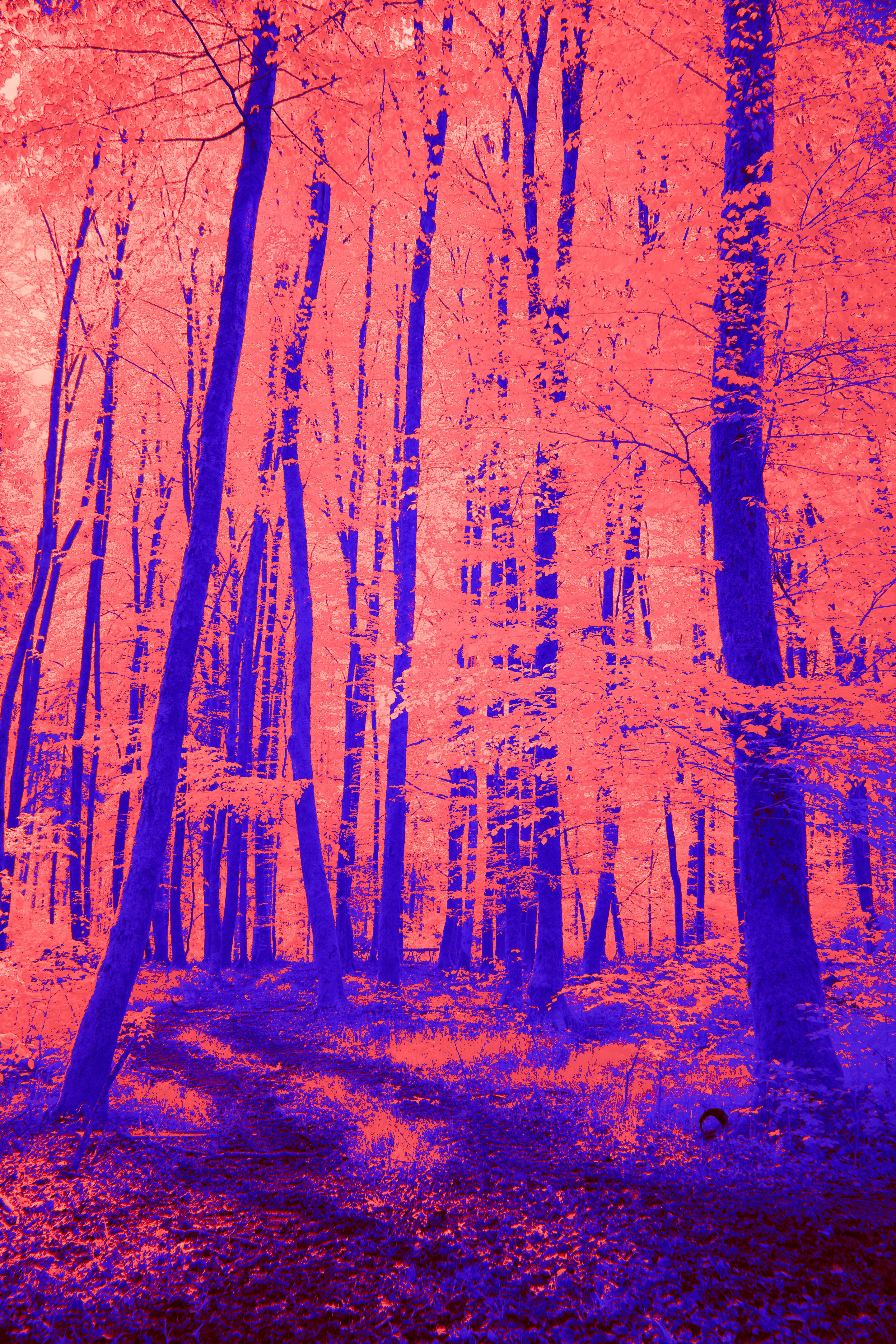 Photo by wolfgang_hasselmann