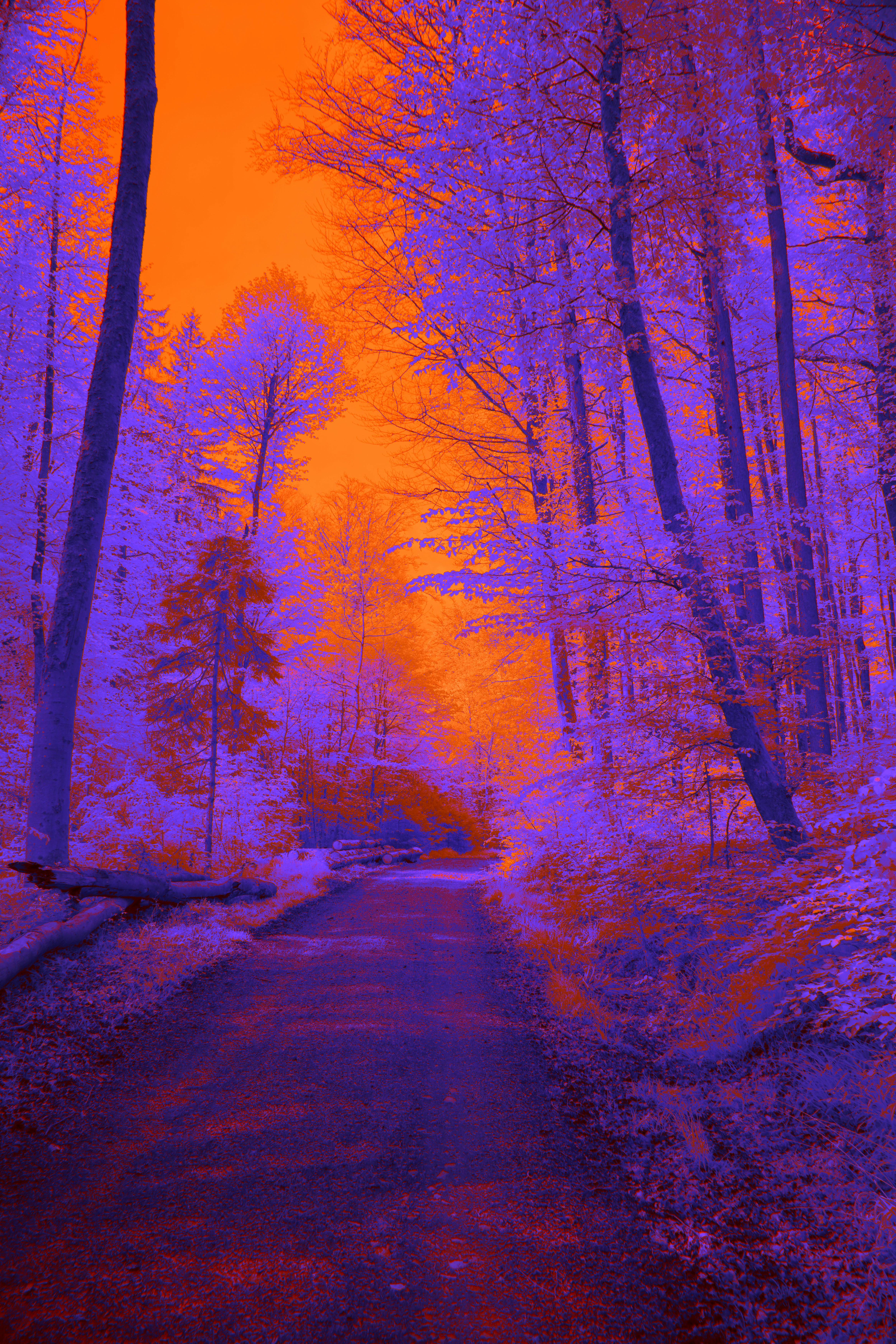 Photo by wolfgang_hasselmann