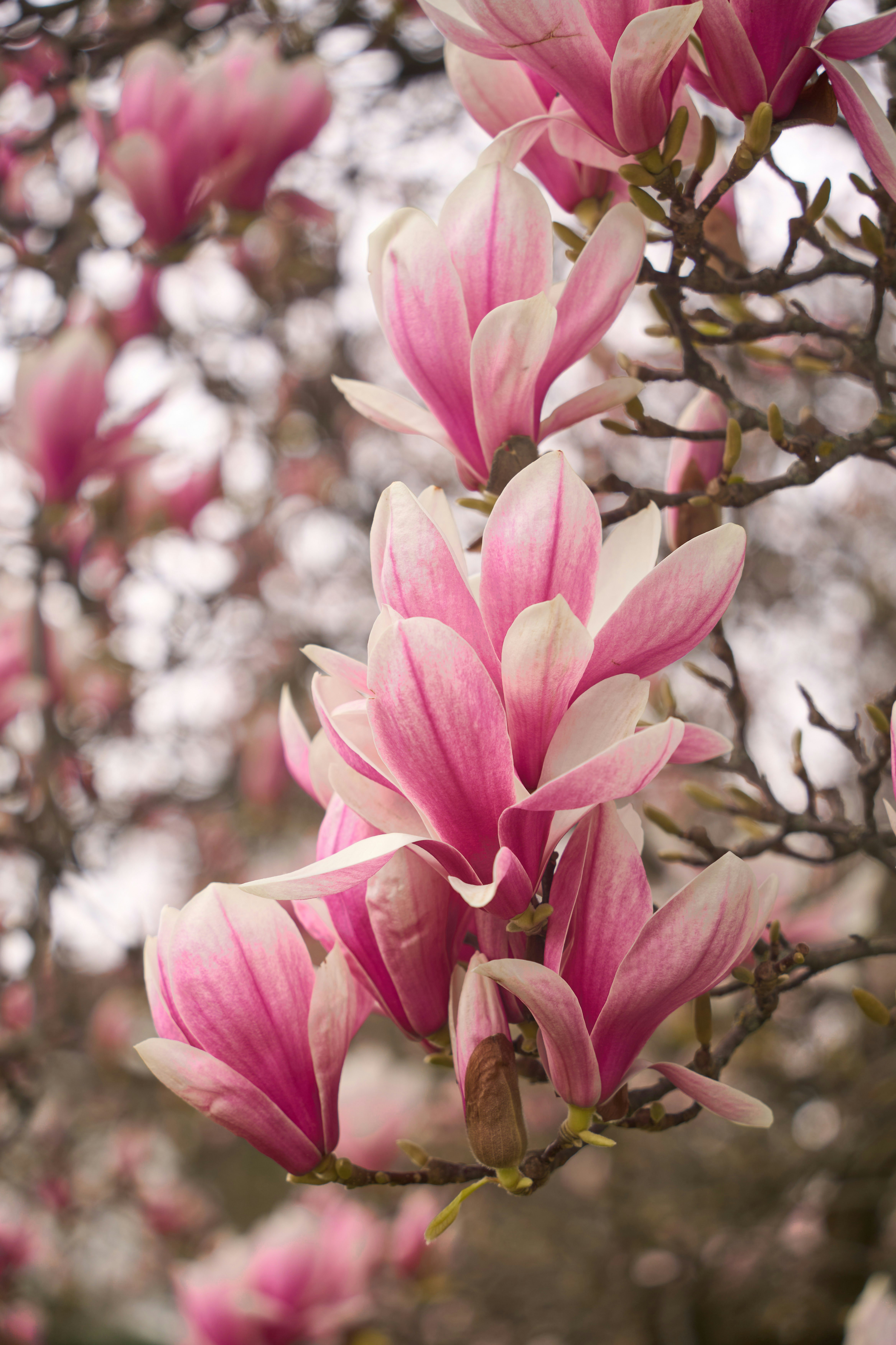 Photo by wolfgang_hasselmann