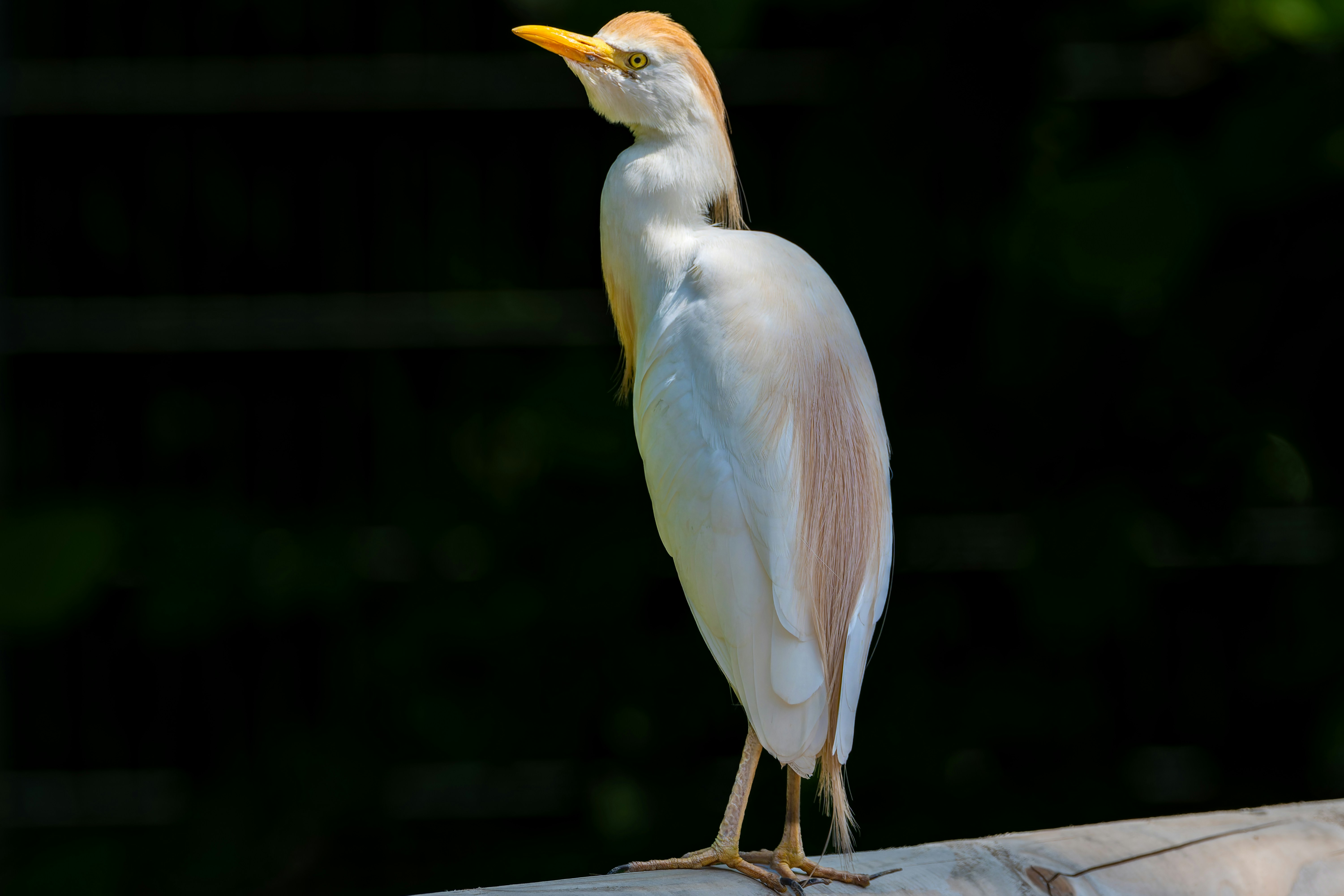 Photo by siegfriedpoepperl