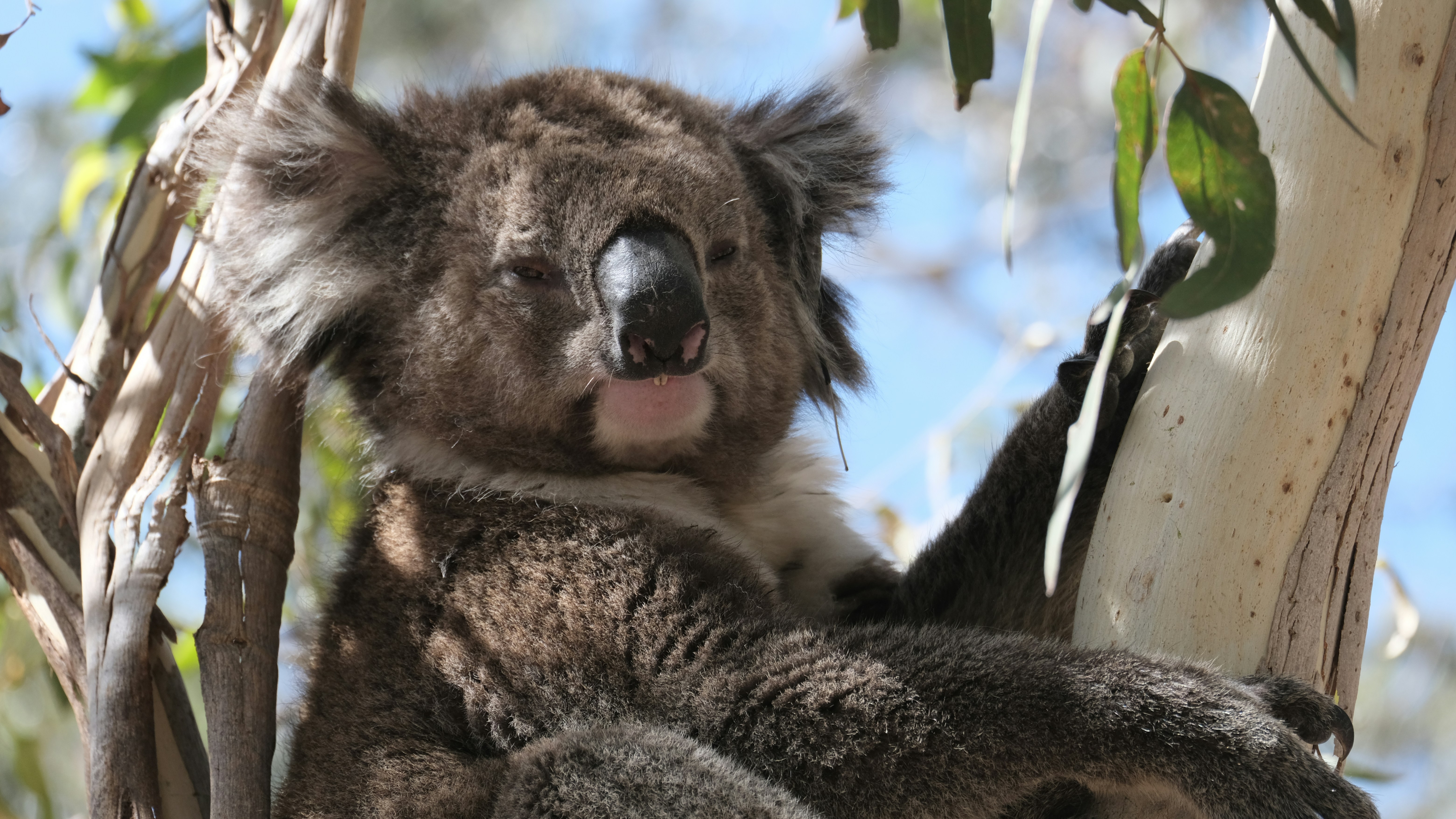 A koala sitting in a tree with its tongue out