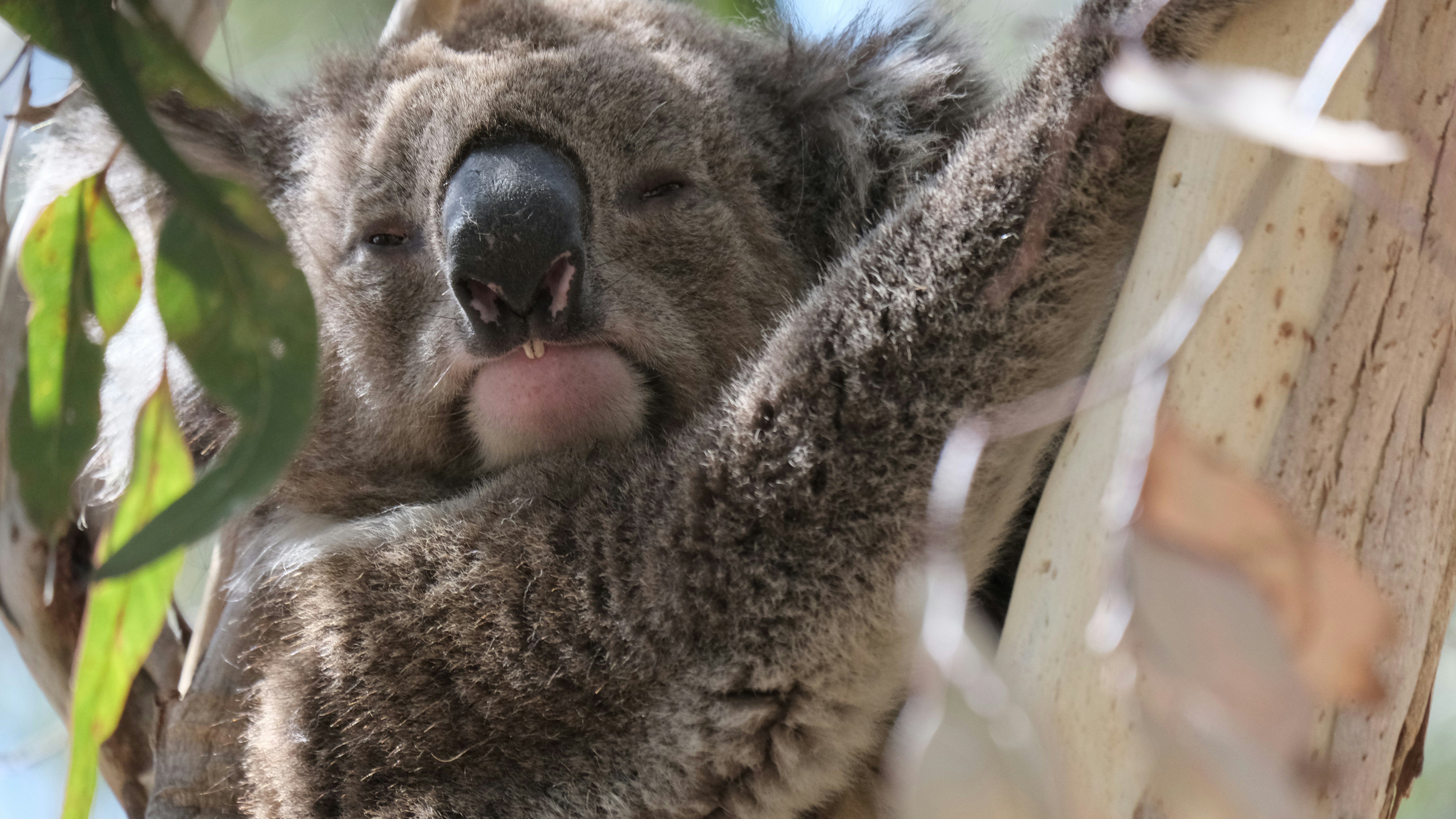 A close up of a koala in a tree