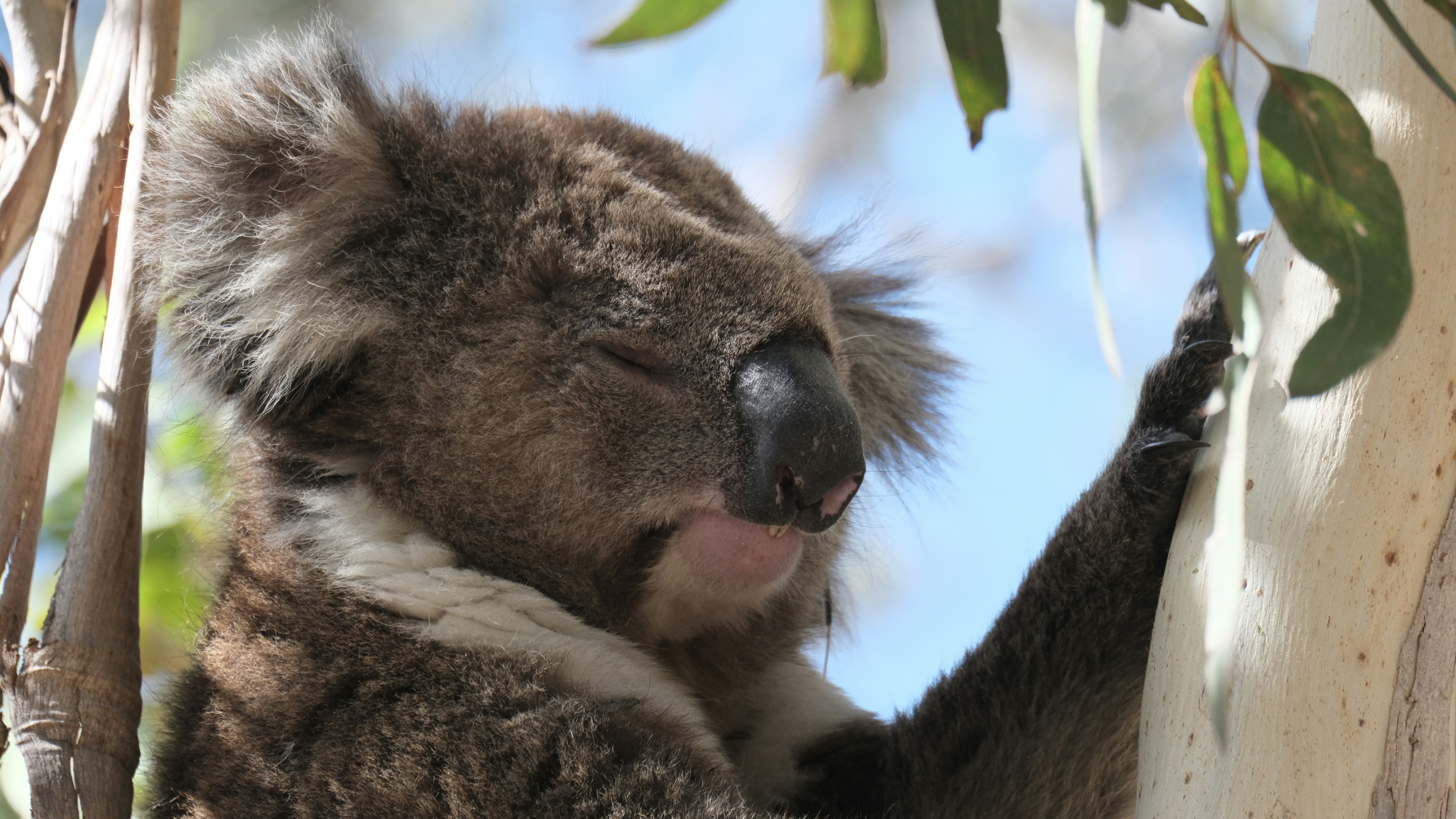 A koala sitting in a tree with headphones on
