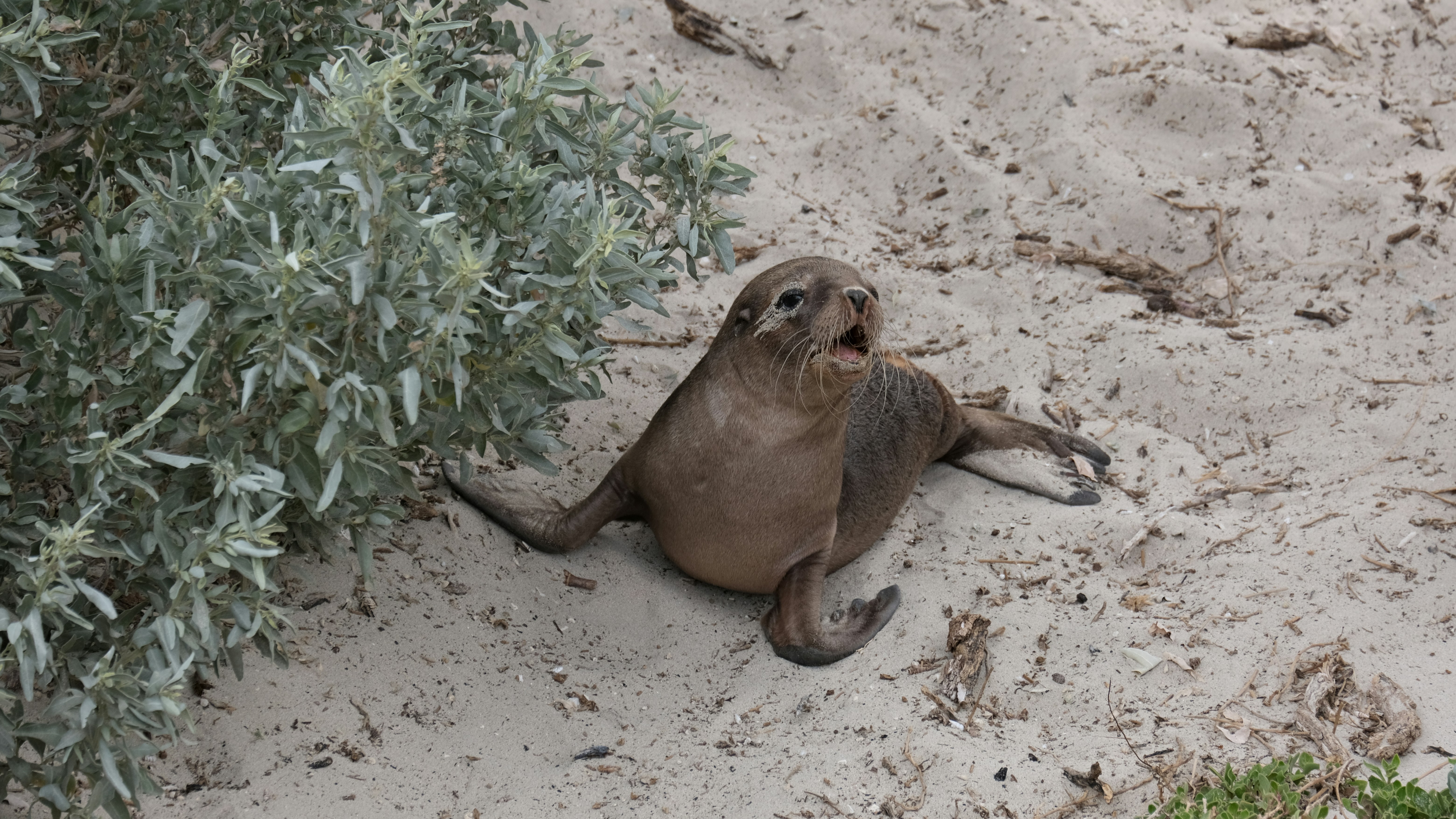kangaroo island