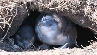 A couple of birds that are sitting in the dirt