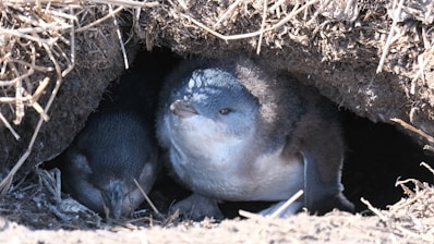 A couple of birds that are sitting in the dirt