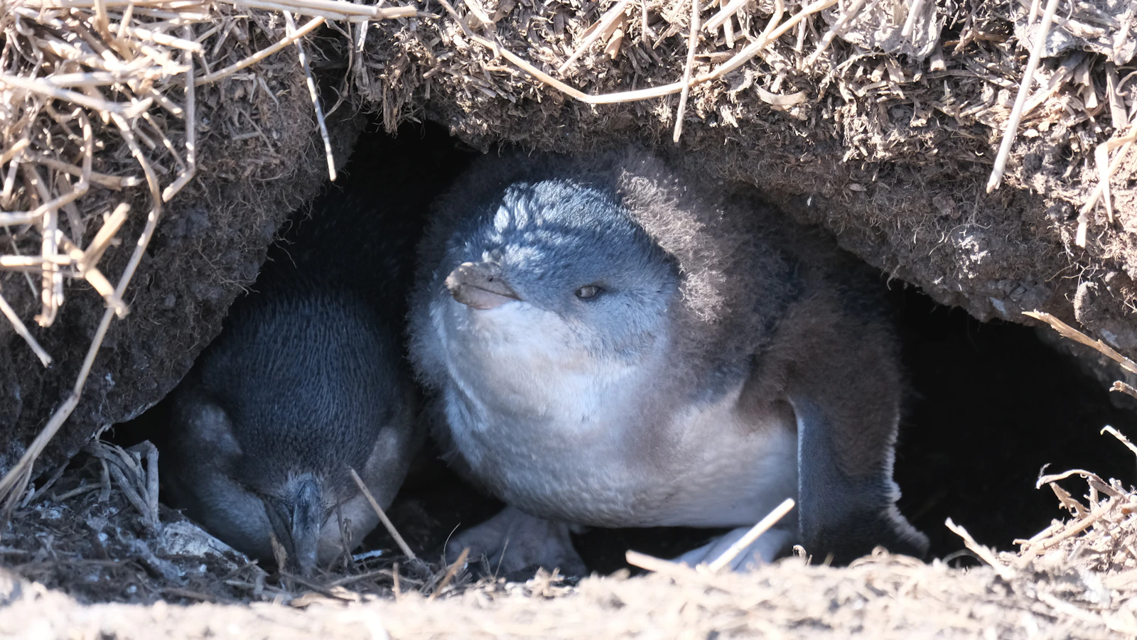 Phillip Island — destination photo