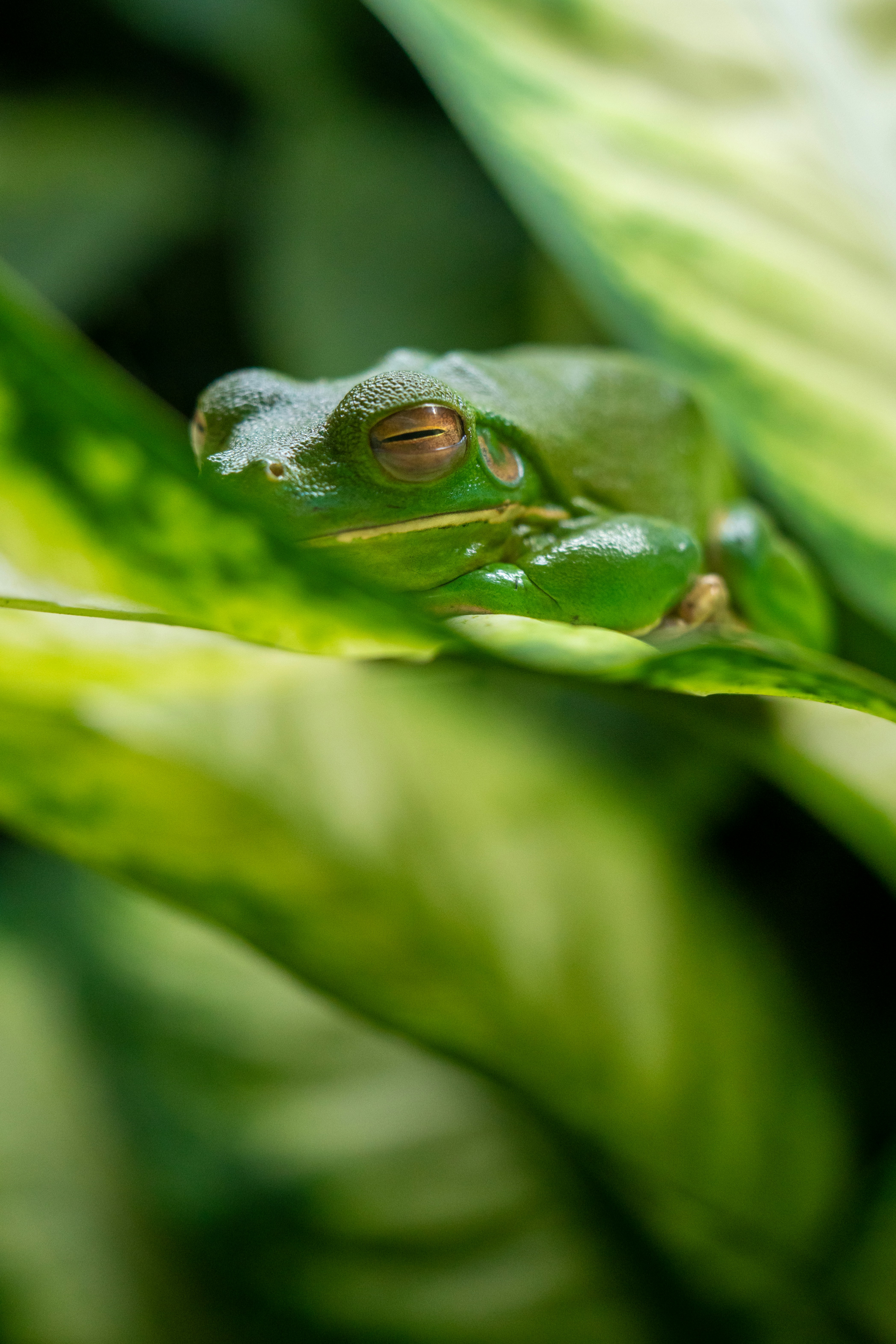 A green frog sitting on top of a leaf
