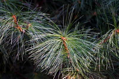 A close up of pine needles on a pine tree