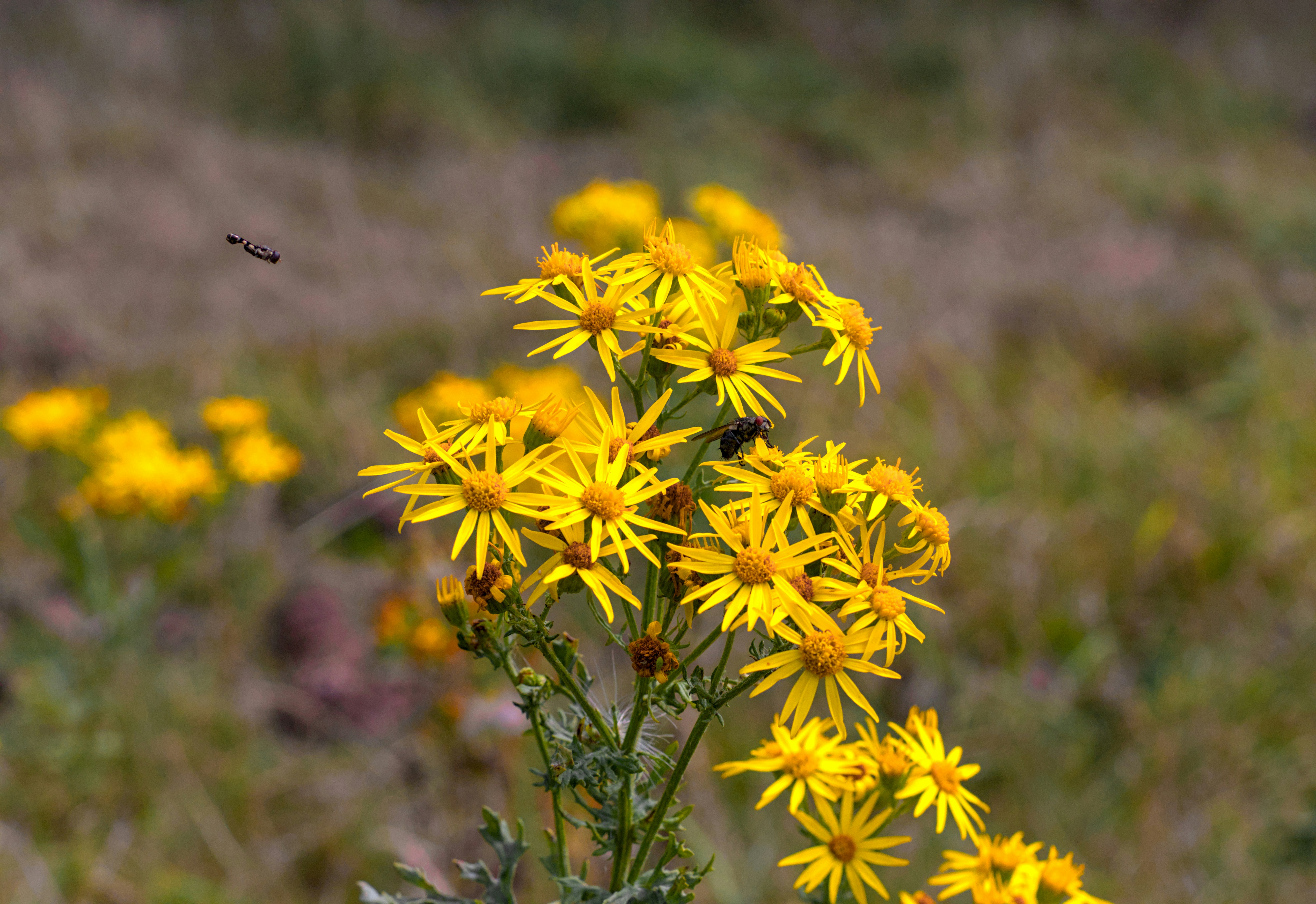 Photo by _asimrehman