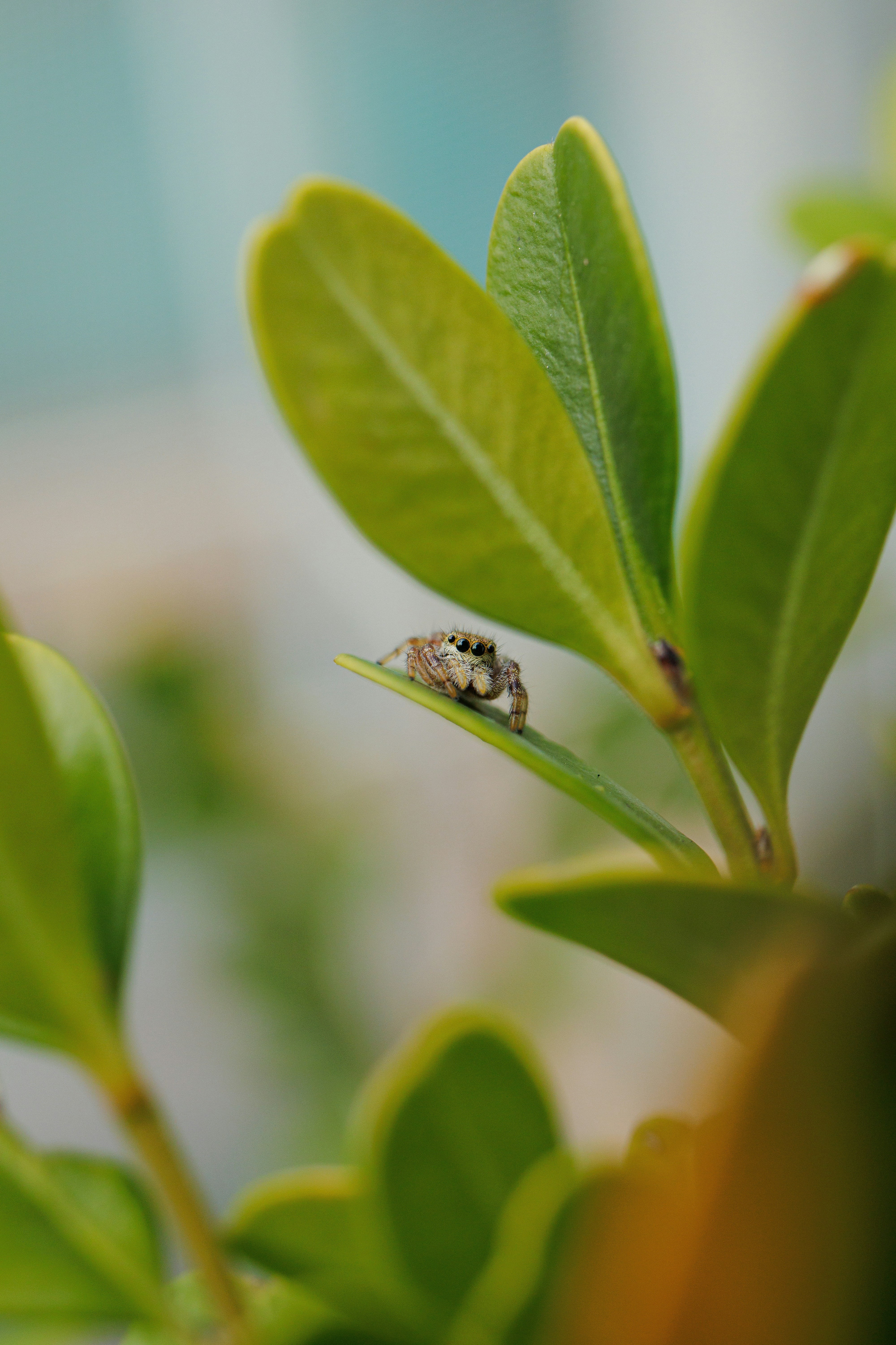 A small insect sitting on top of a green leaf