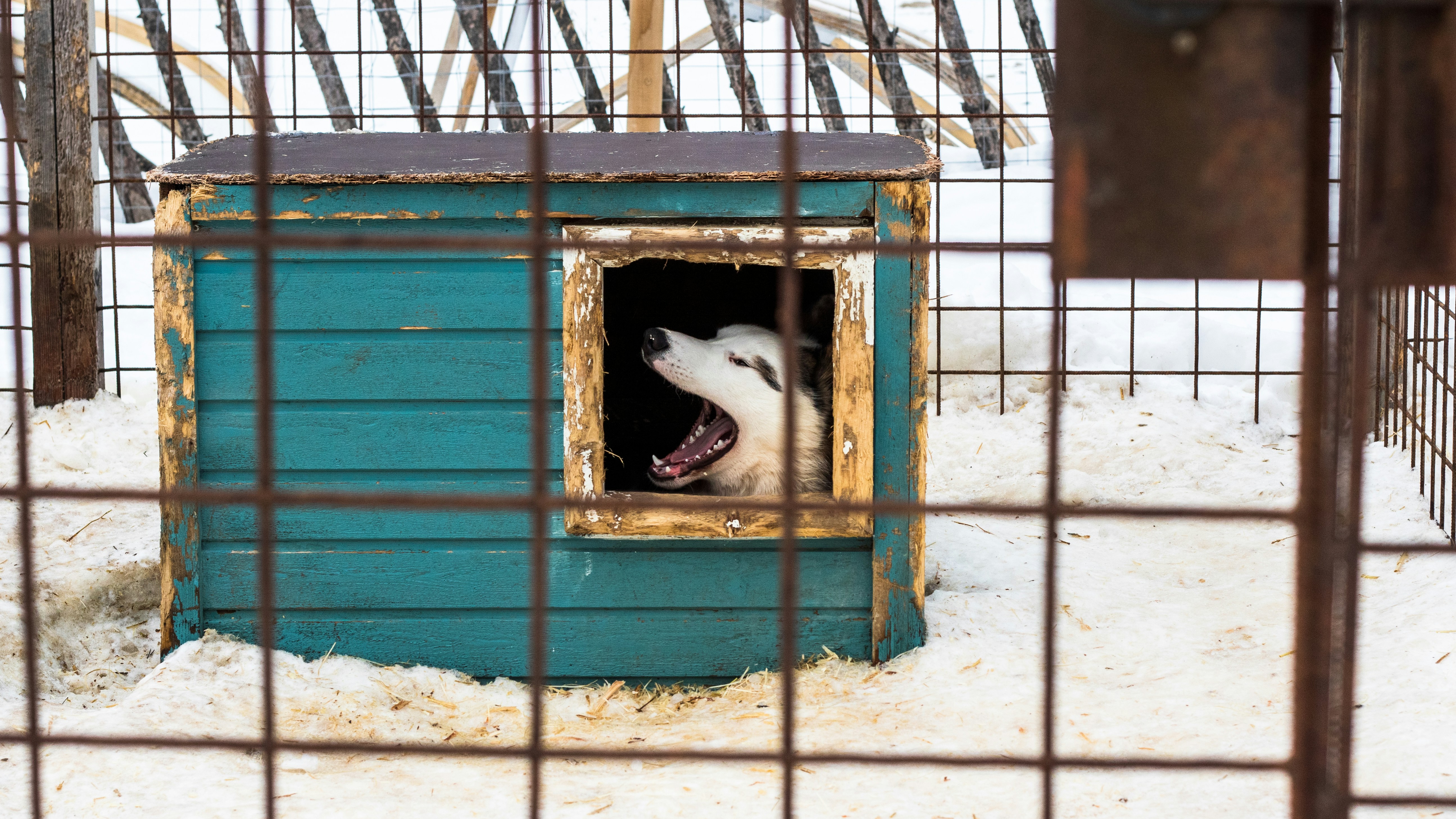 Dog in cozy winter crate with warm bedding