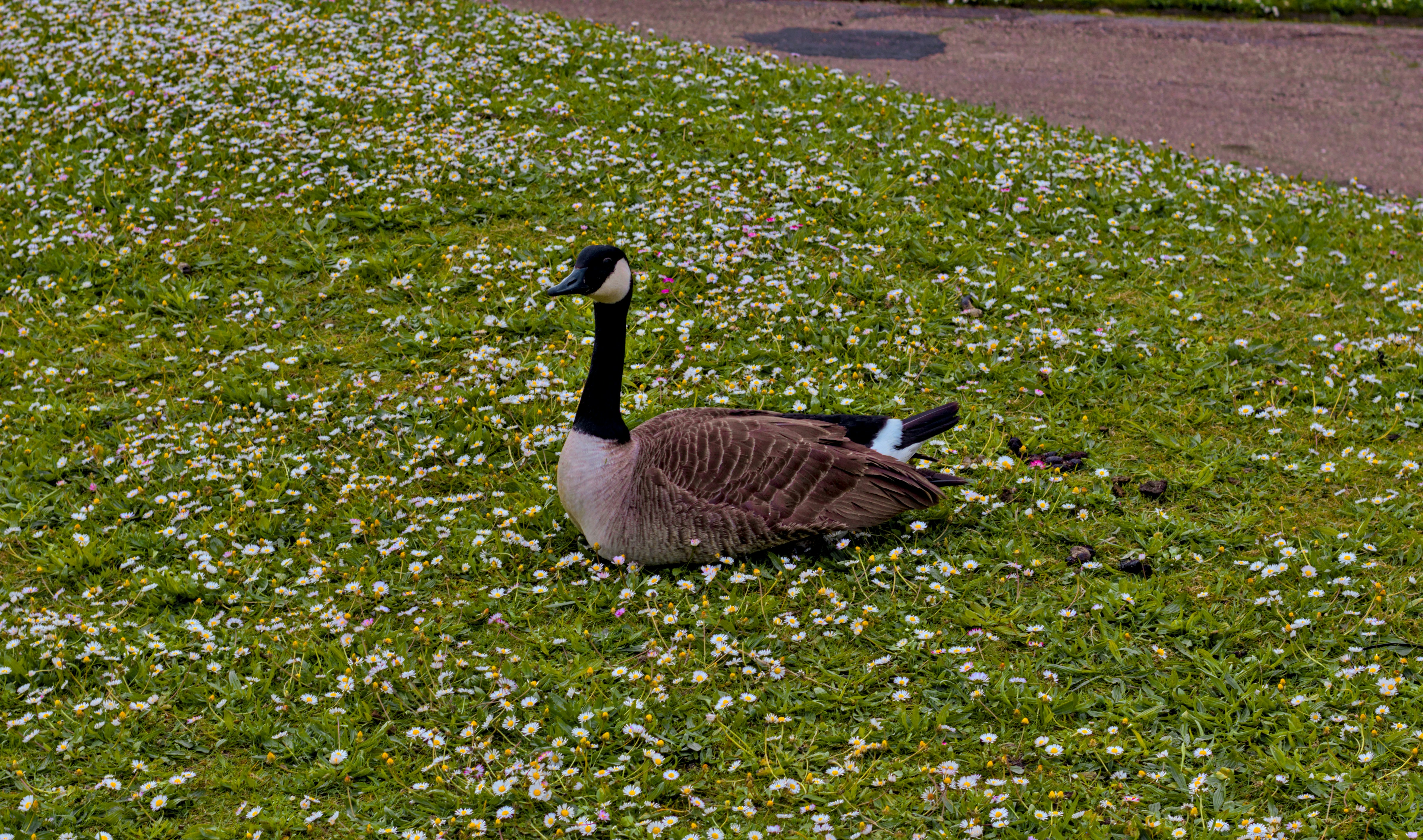 Photo by _asimrehman