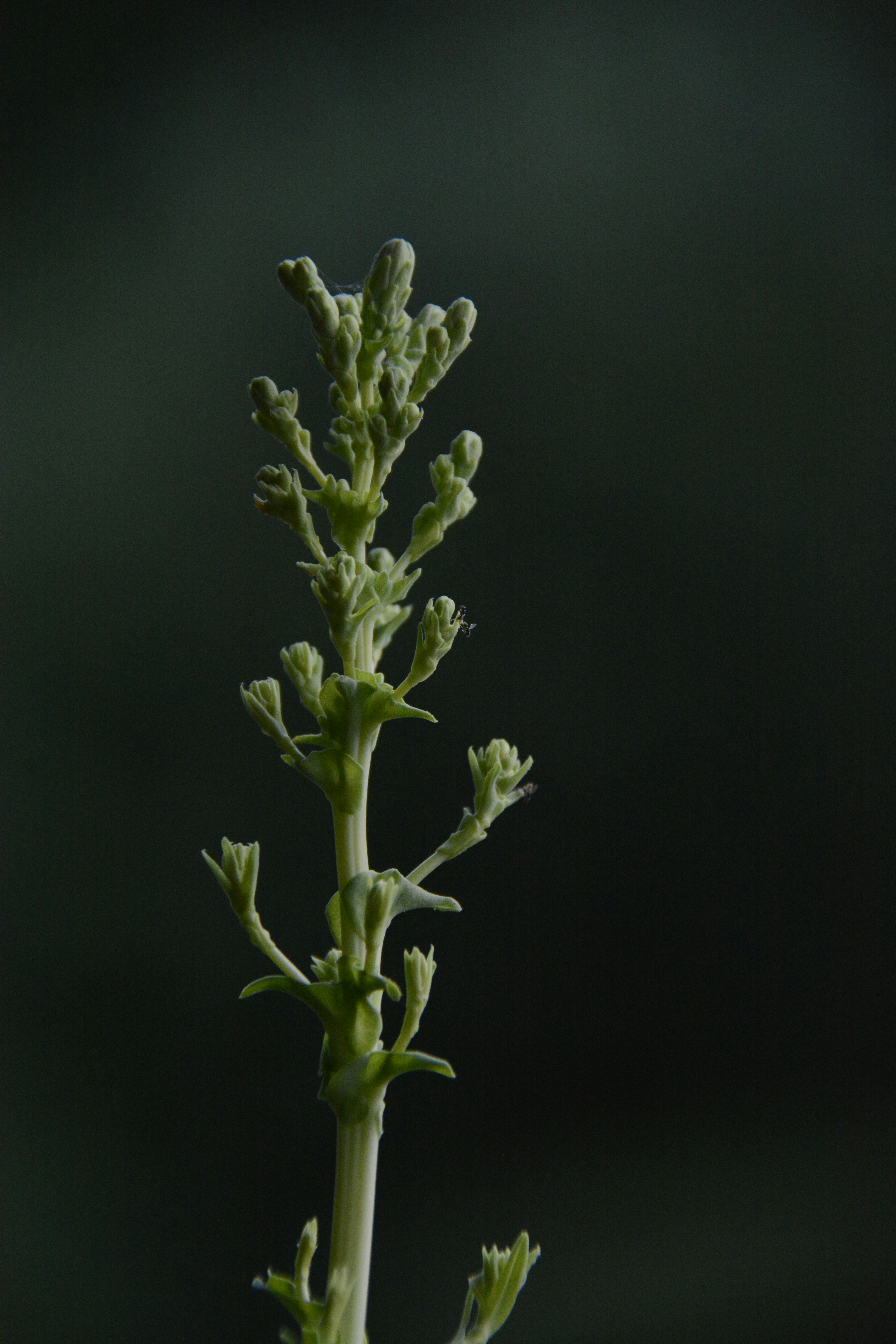 Photo by selvavaleska