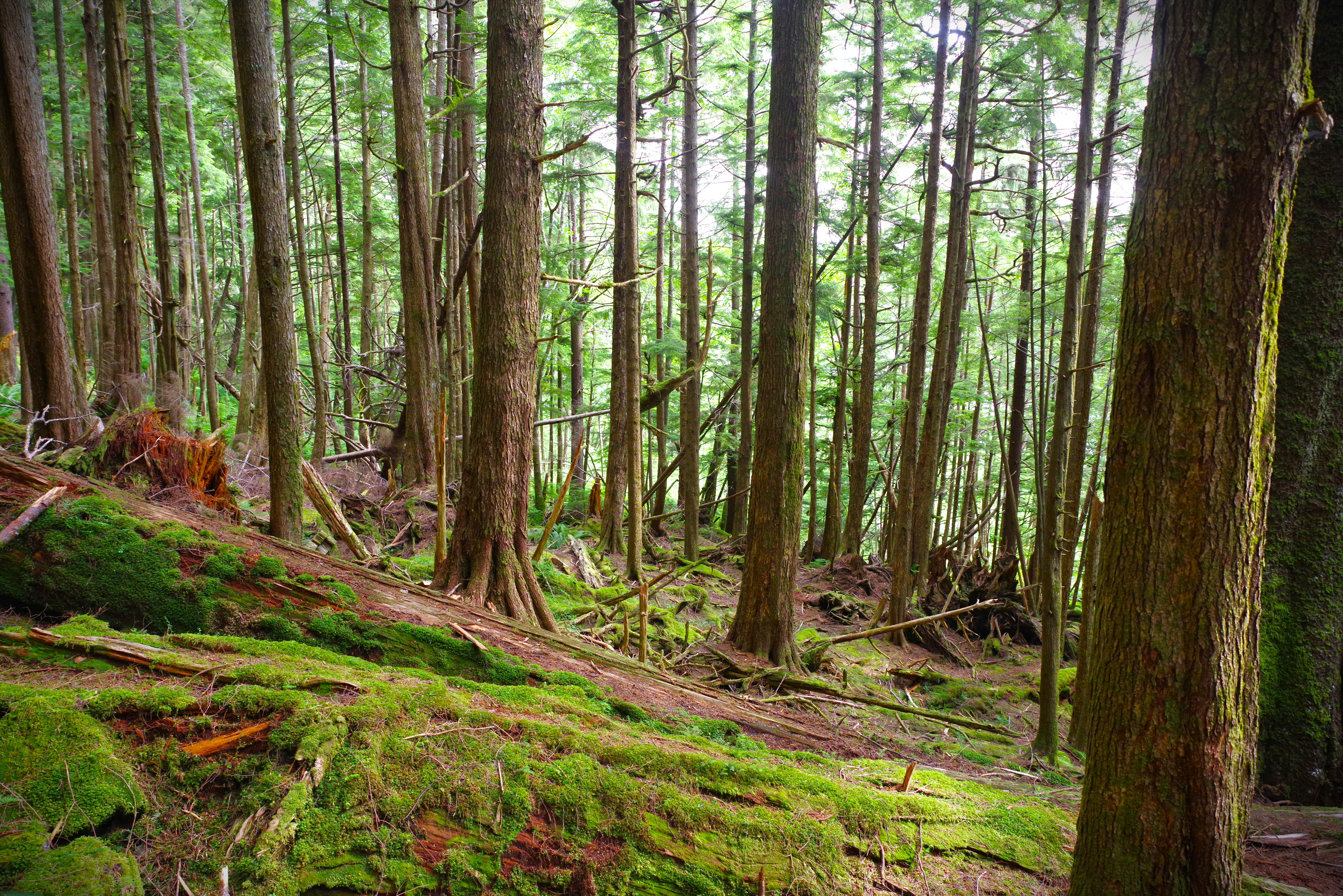 Photo by icehoundphotography