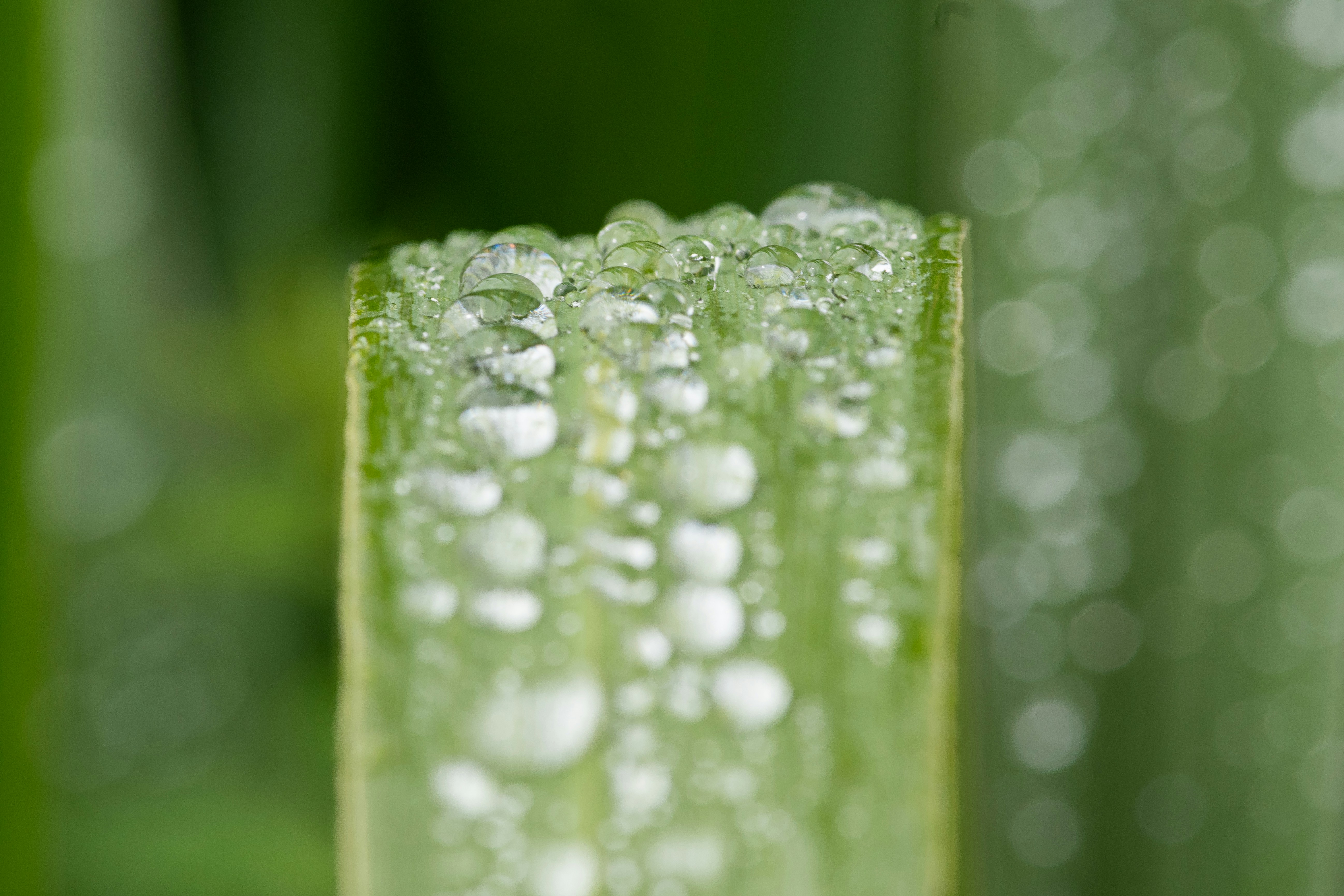 Photo by albertstoynov