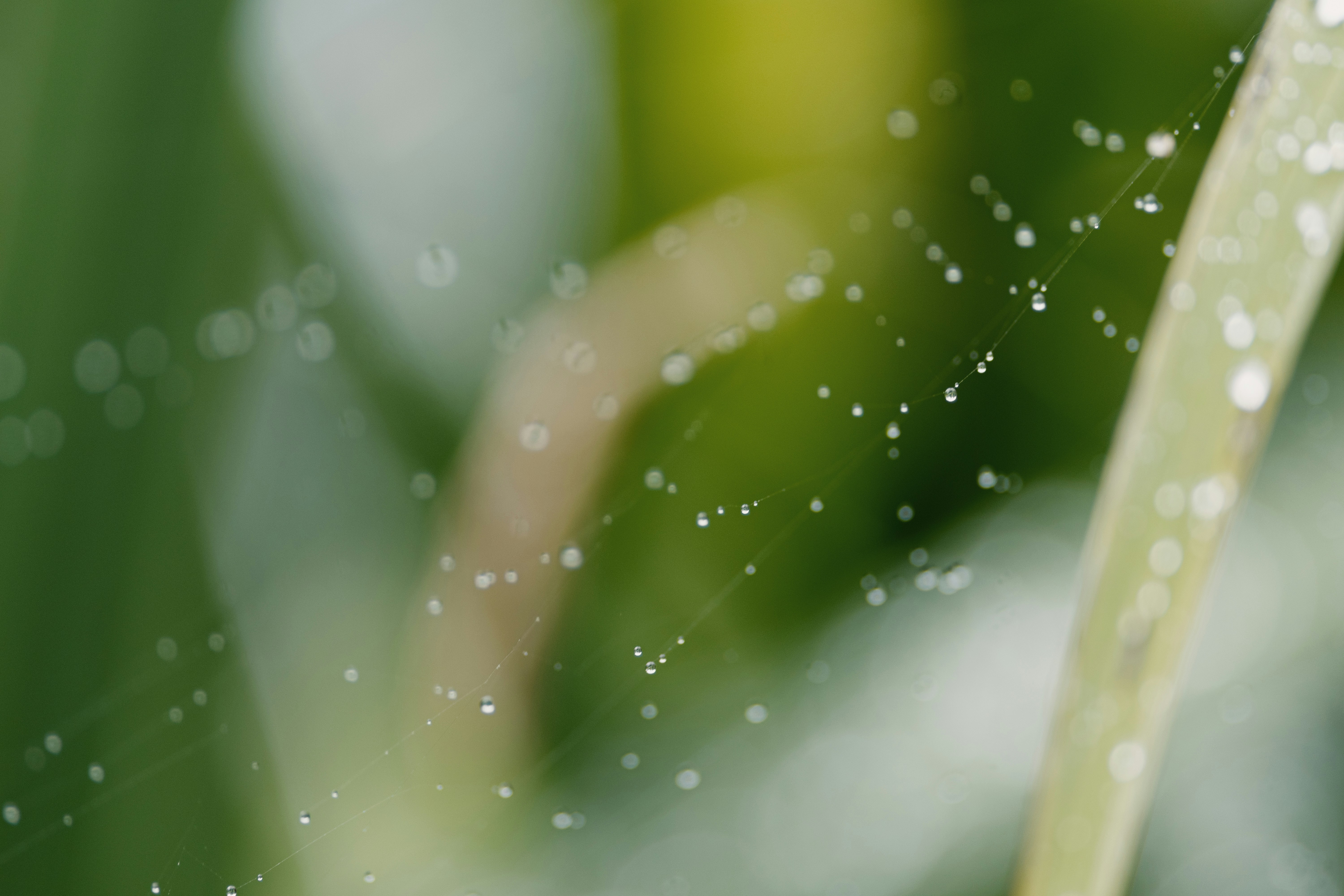 Photo by albertstoynov