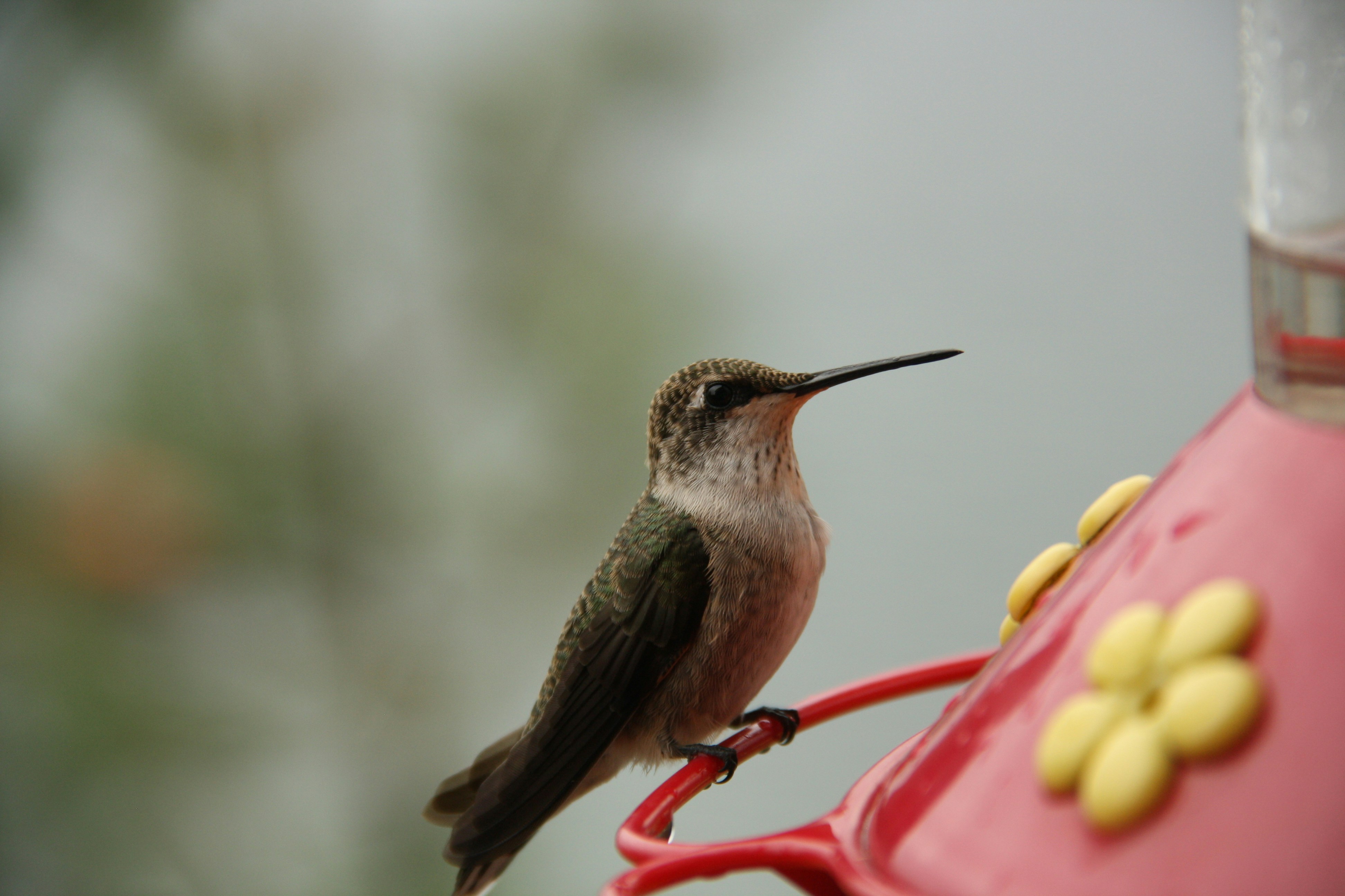 A hummingbird perches on a hummingbird feeder