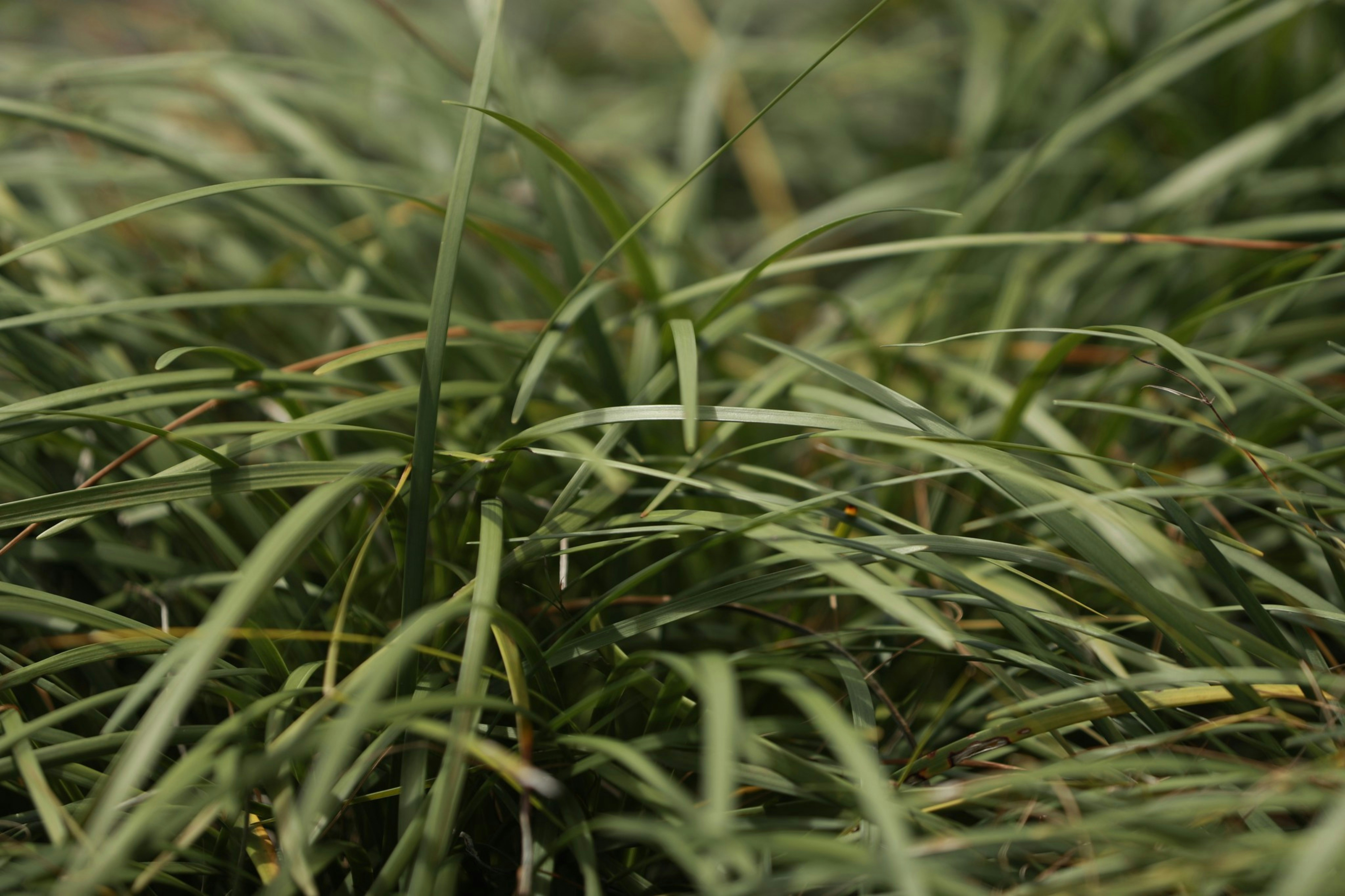 Photo by kanakanowelo