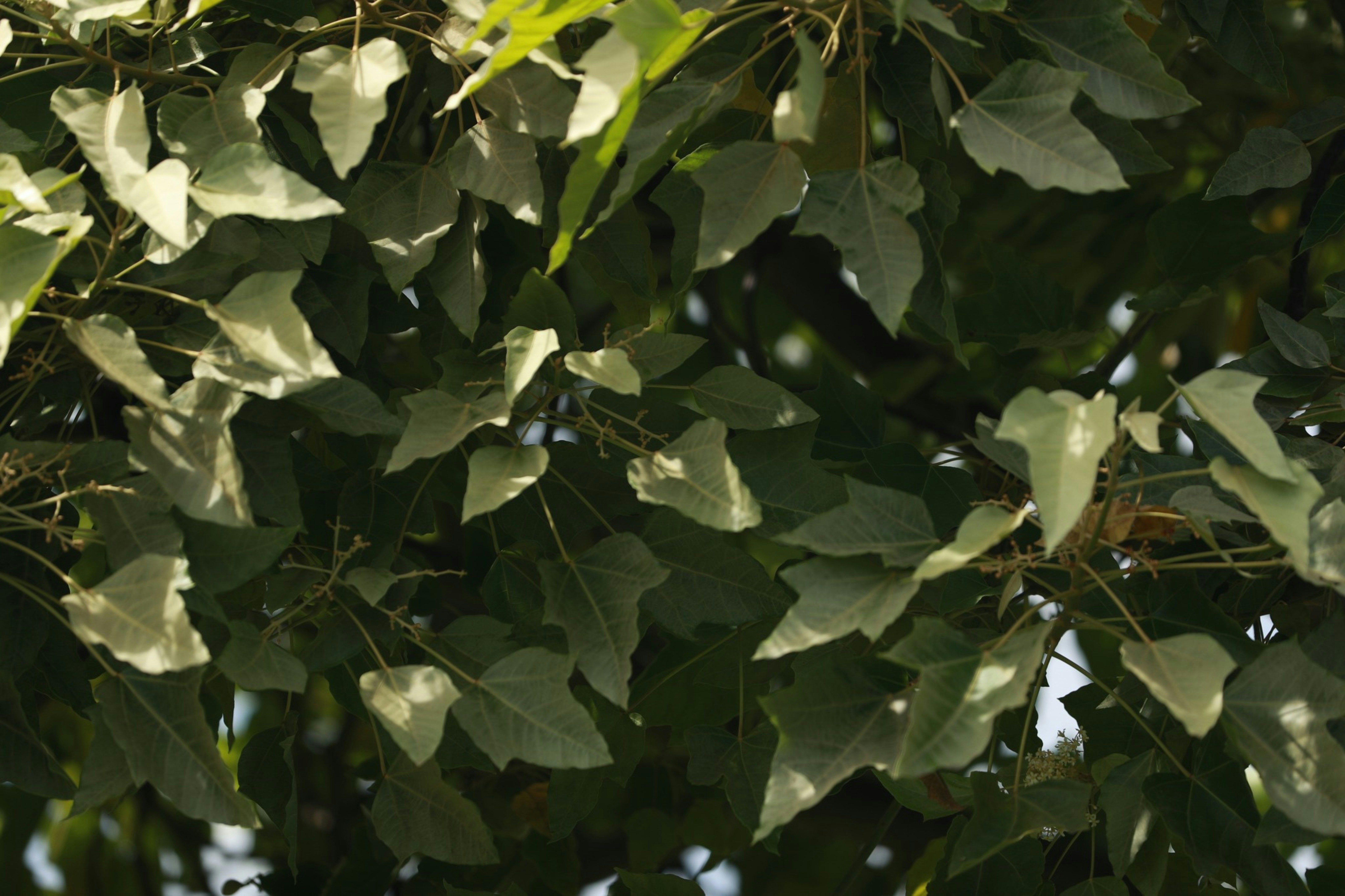 Photo by kanakanowelo