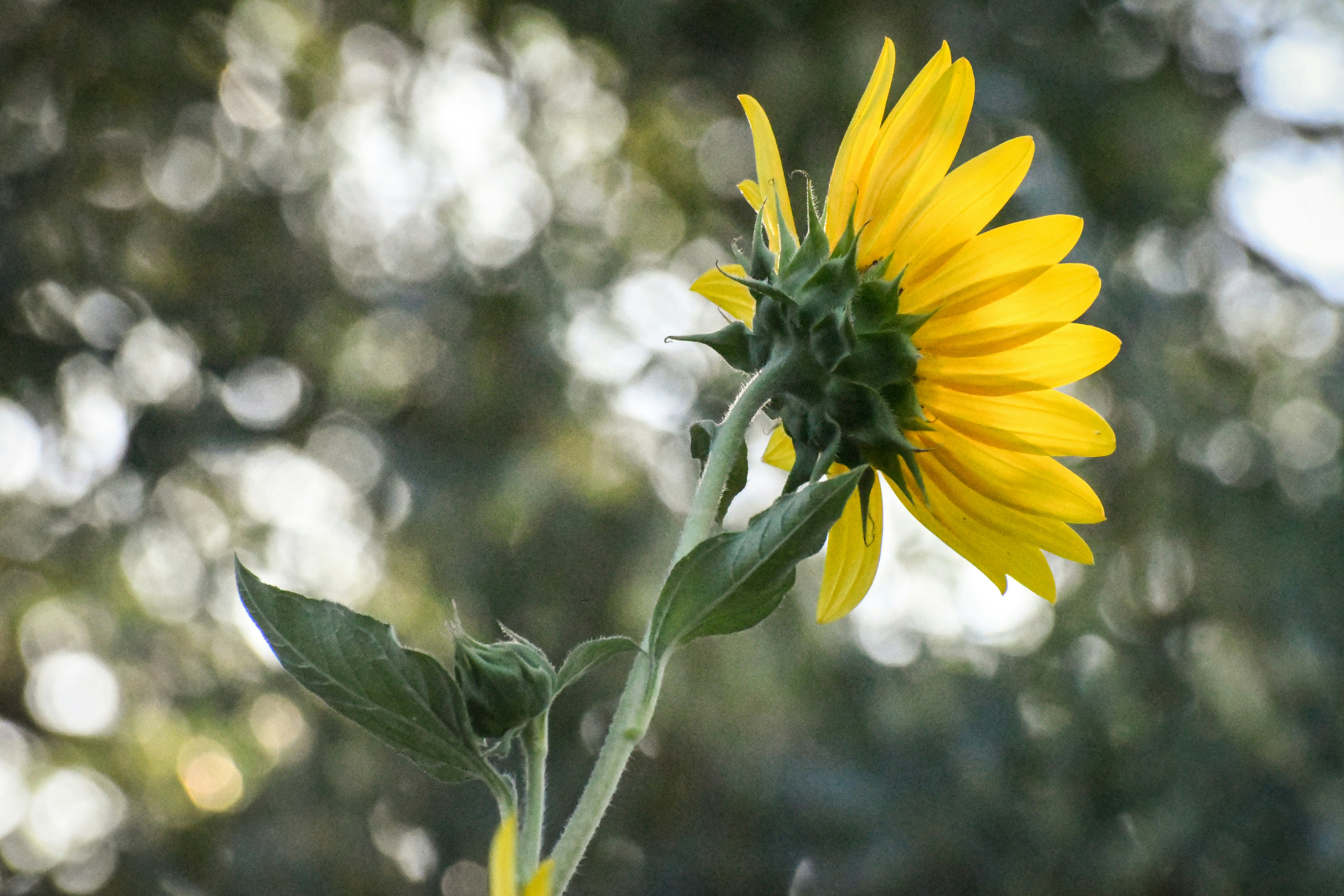A sunflower in a field with trees in the background