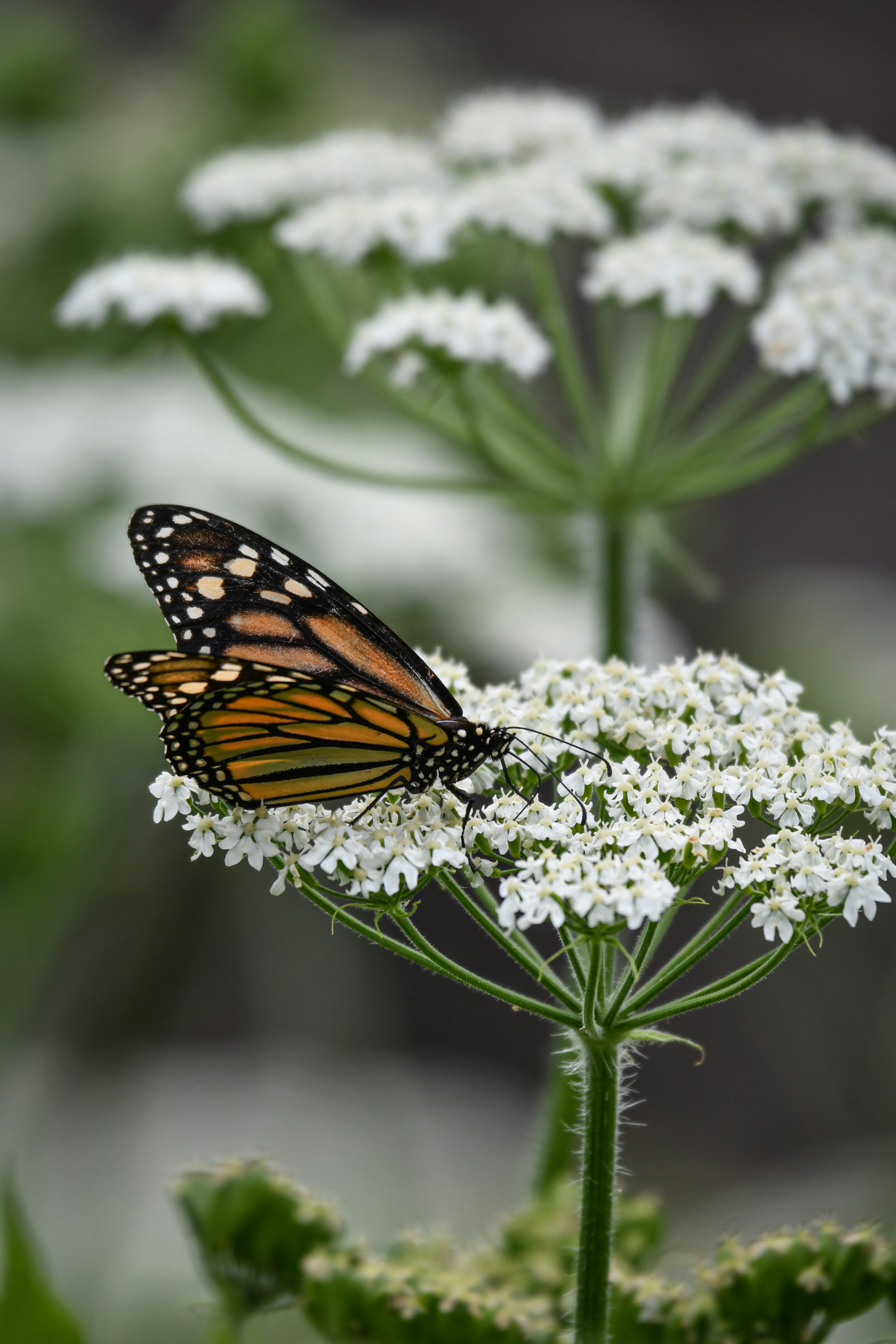 A monarch butterfly sitting on a white flower