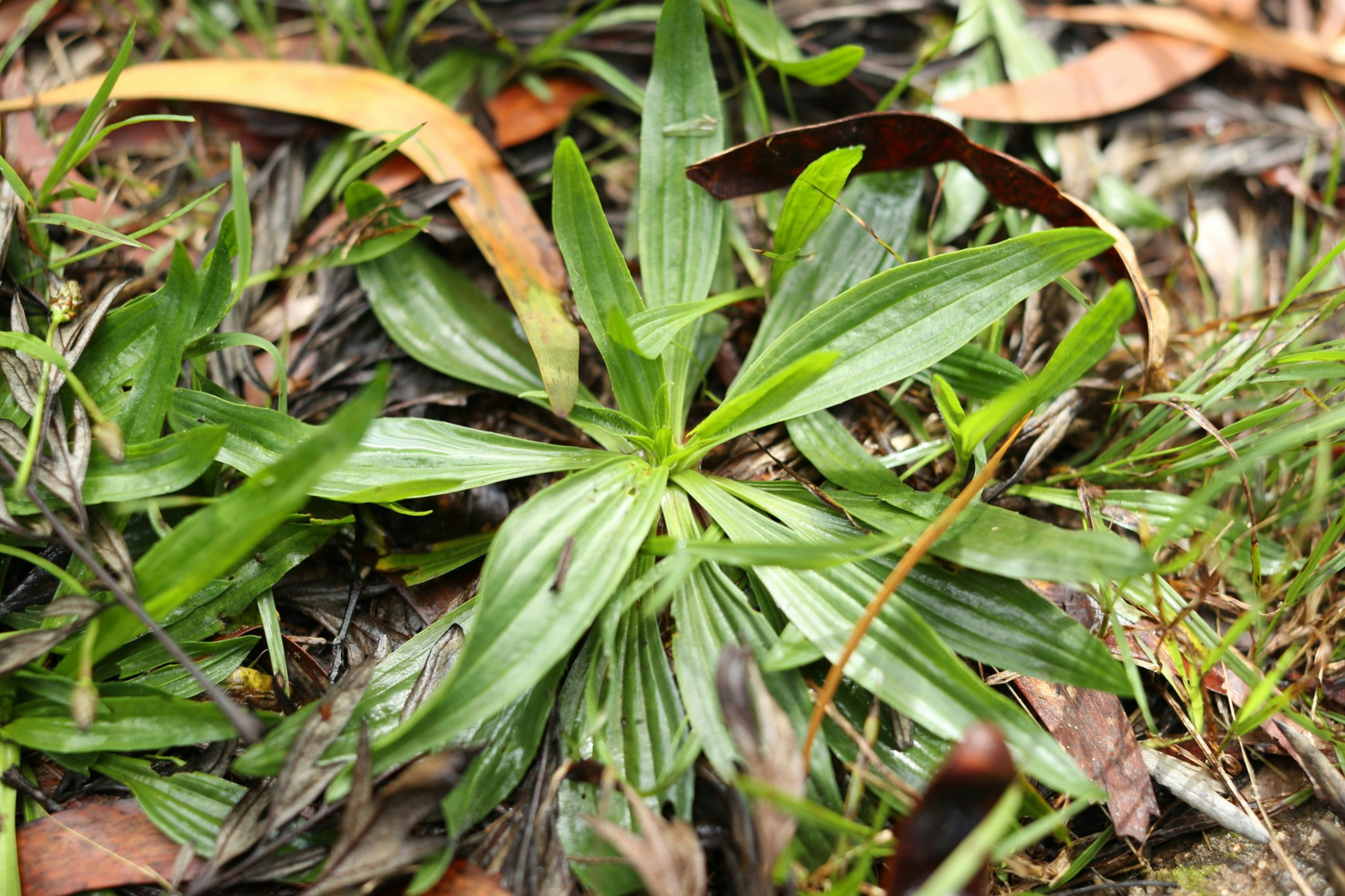 Photo by kanakanowelo