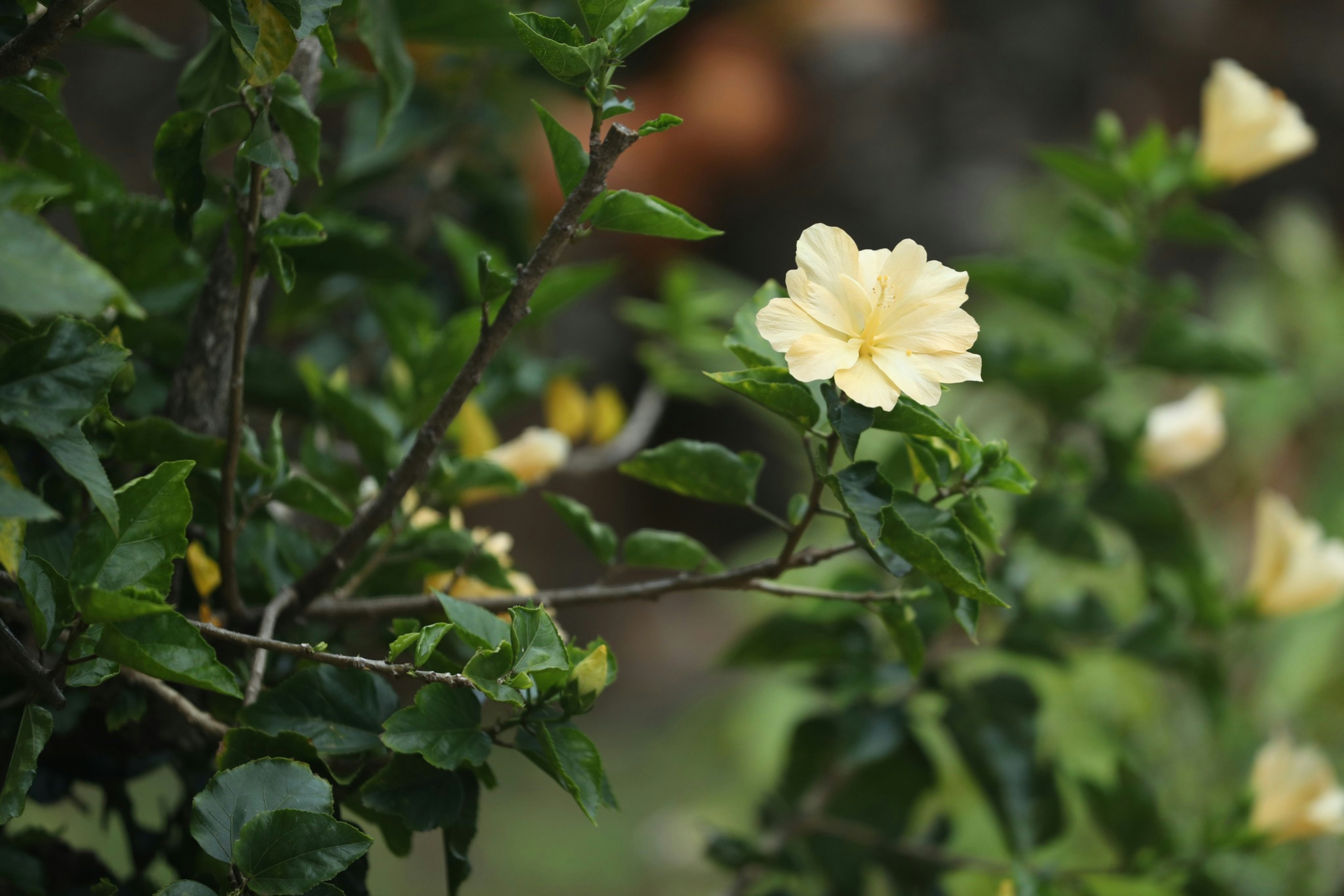 Photo by kanakanowelo