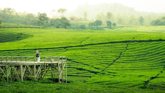 A person standing on a bridge in a green field