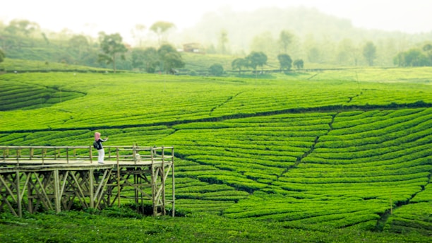A person standing on a bridge in a green field