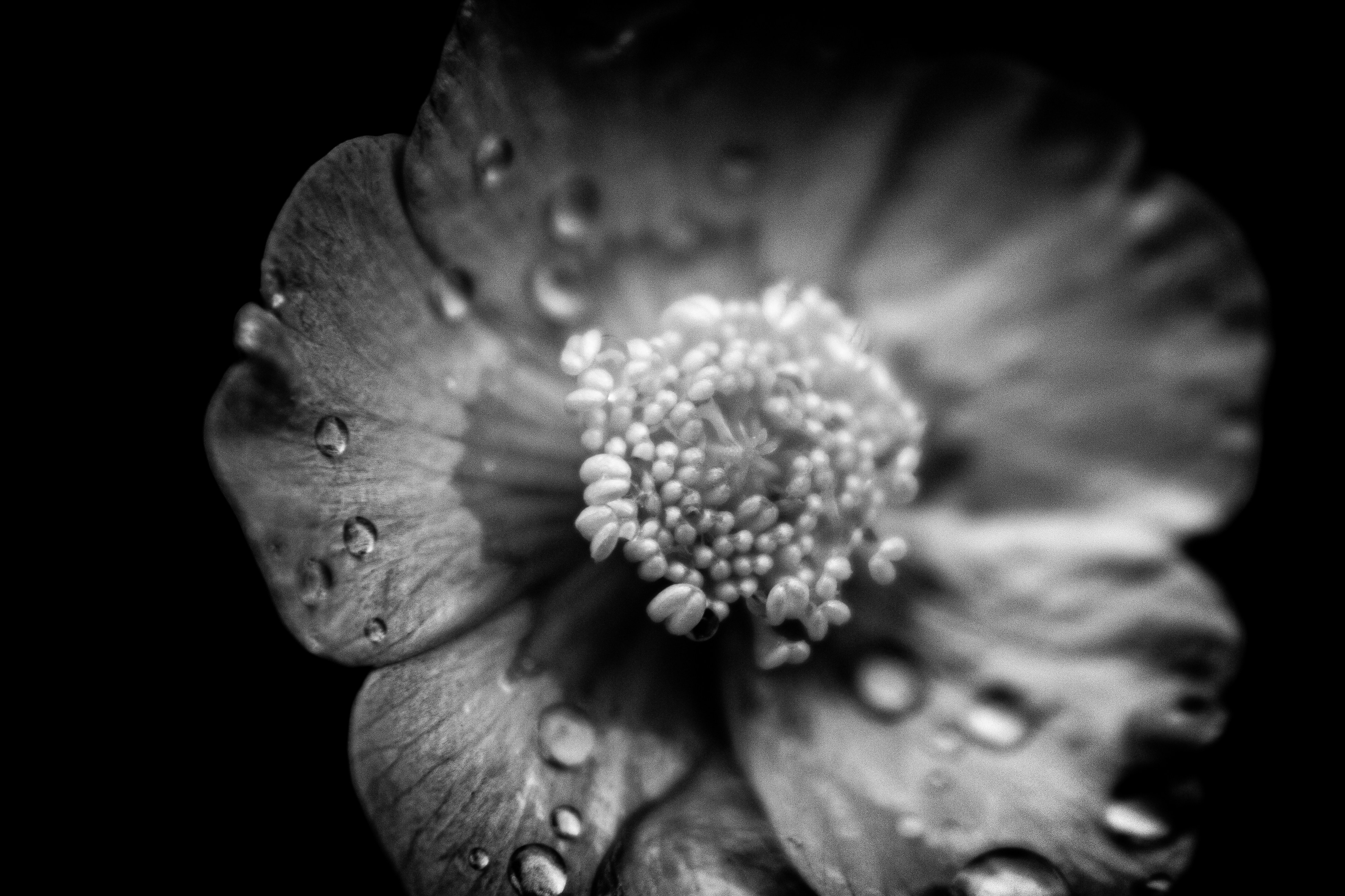 A black and white photo of a flower