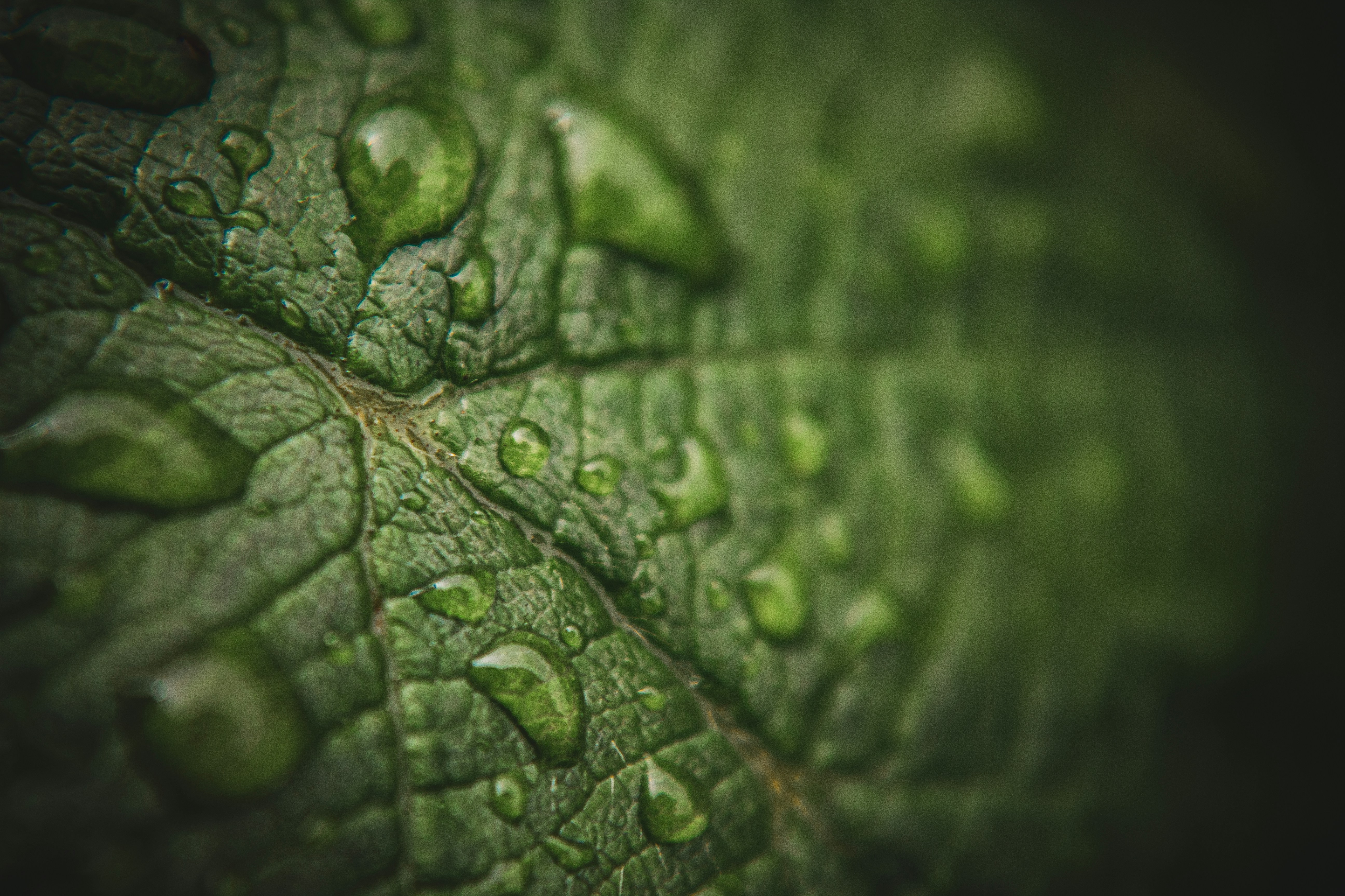 Photo by richiemortis