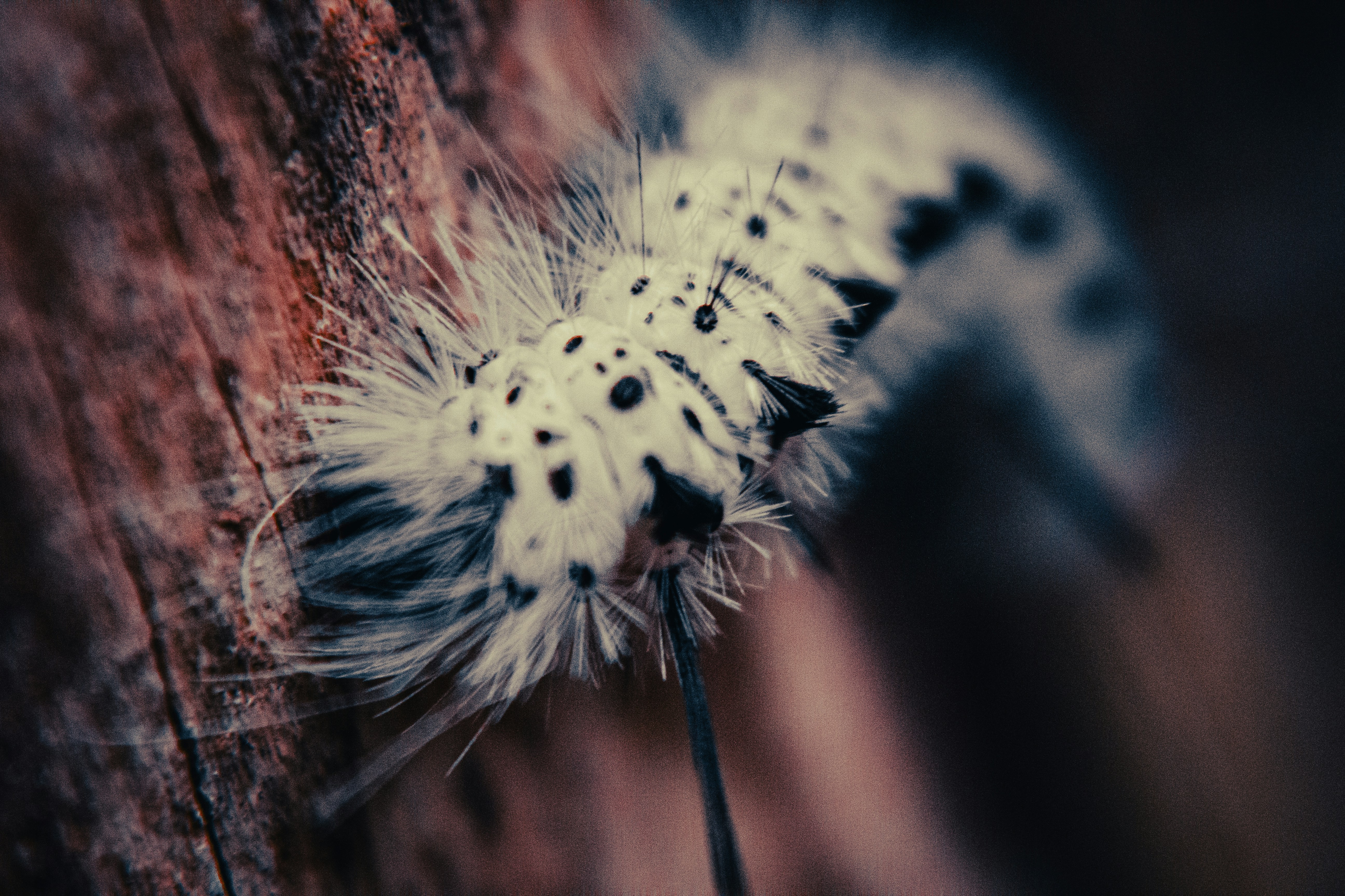 A close up of a caterpillar on a tree