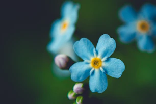 A group of blue flowers with yellow centers