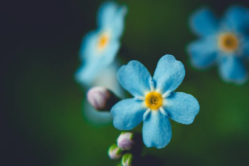 A group of blue flowers with yellow centers
