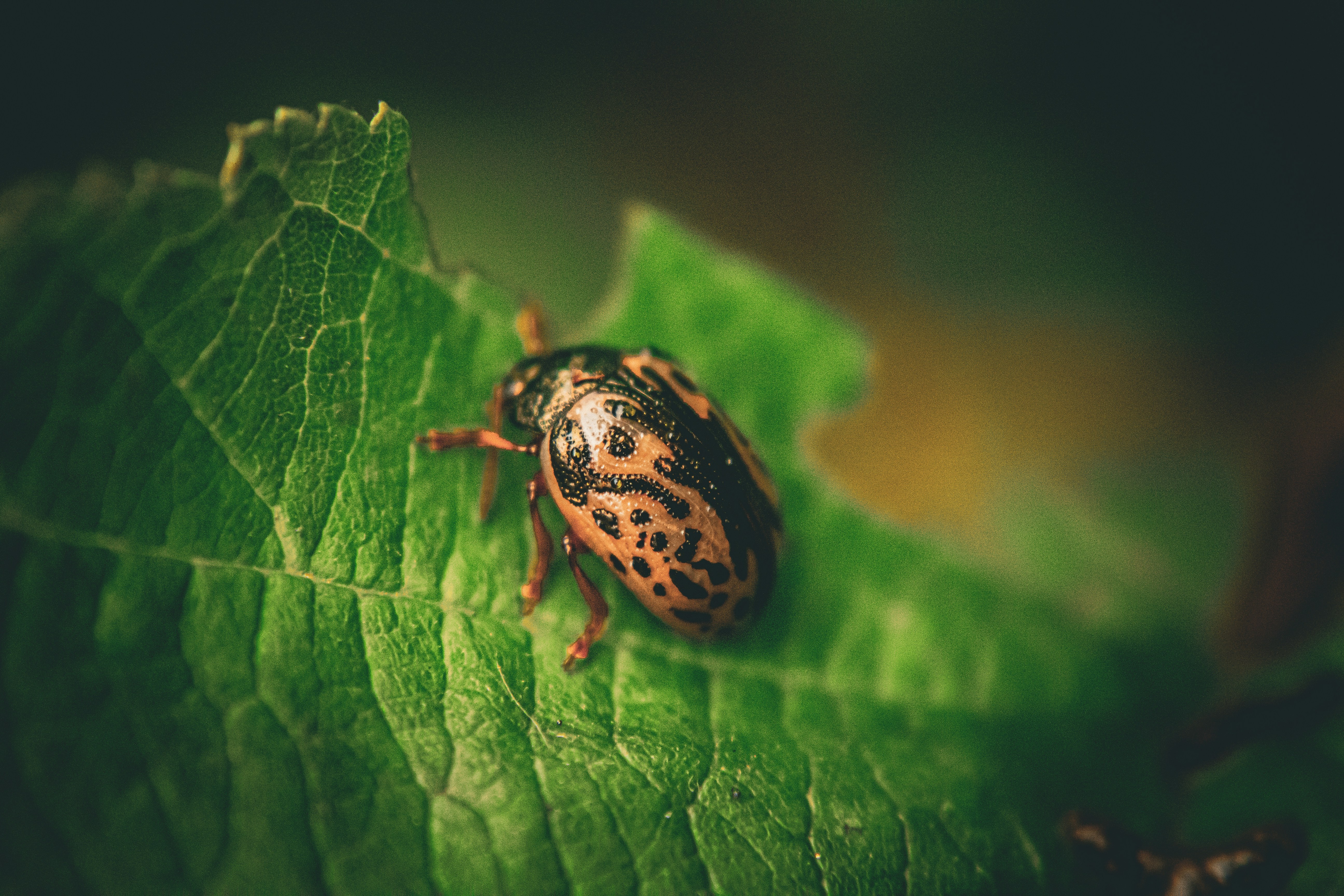 A close up of a bug on a green leaf