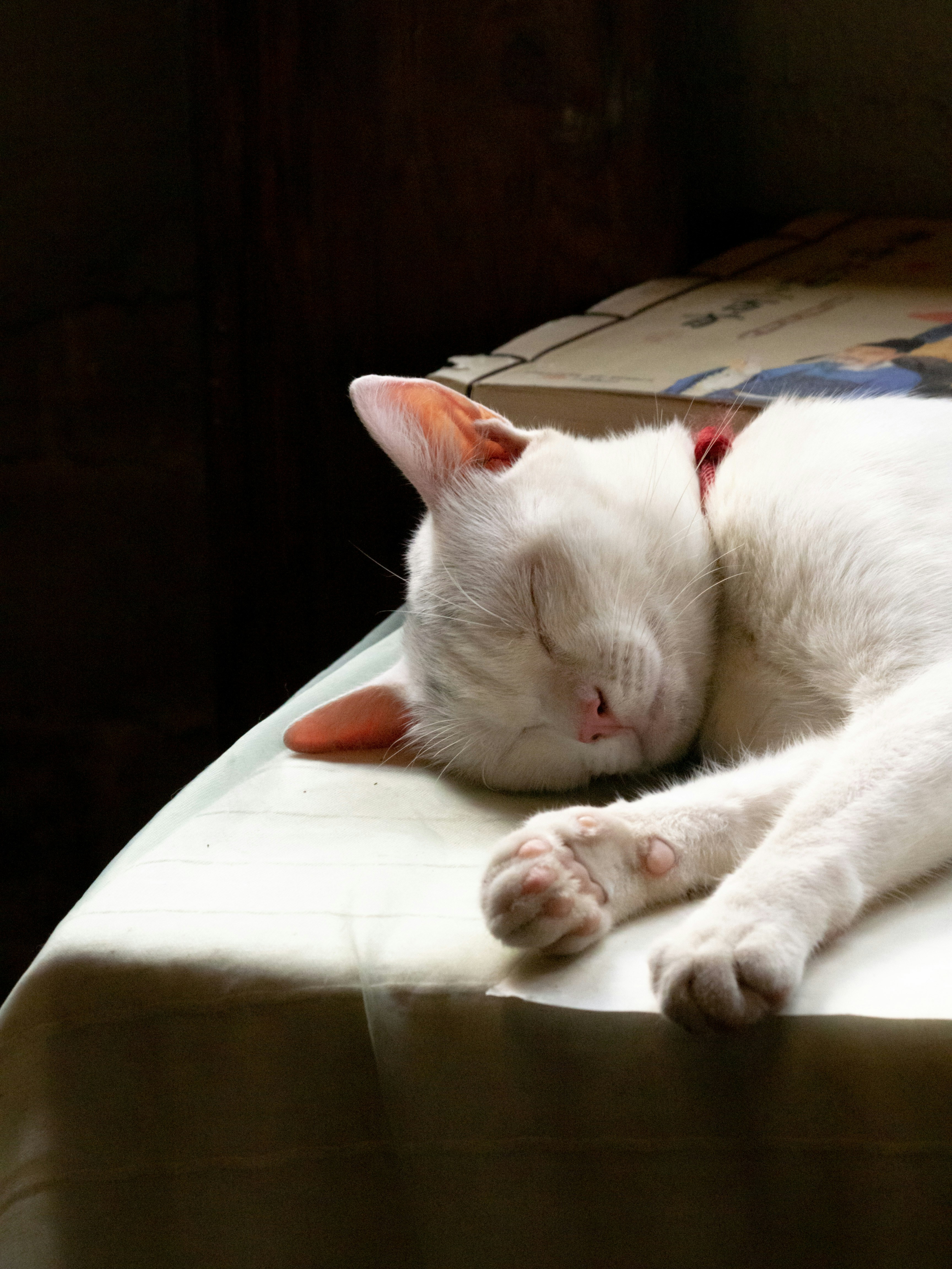 No Need for Daily Walks: Freedom for You Both (image credits: unsplash)