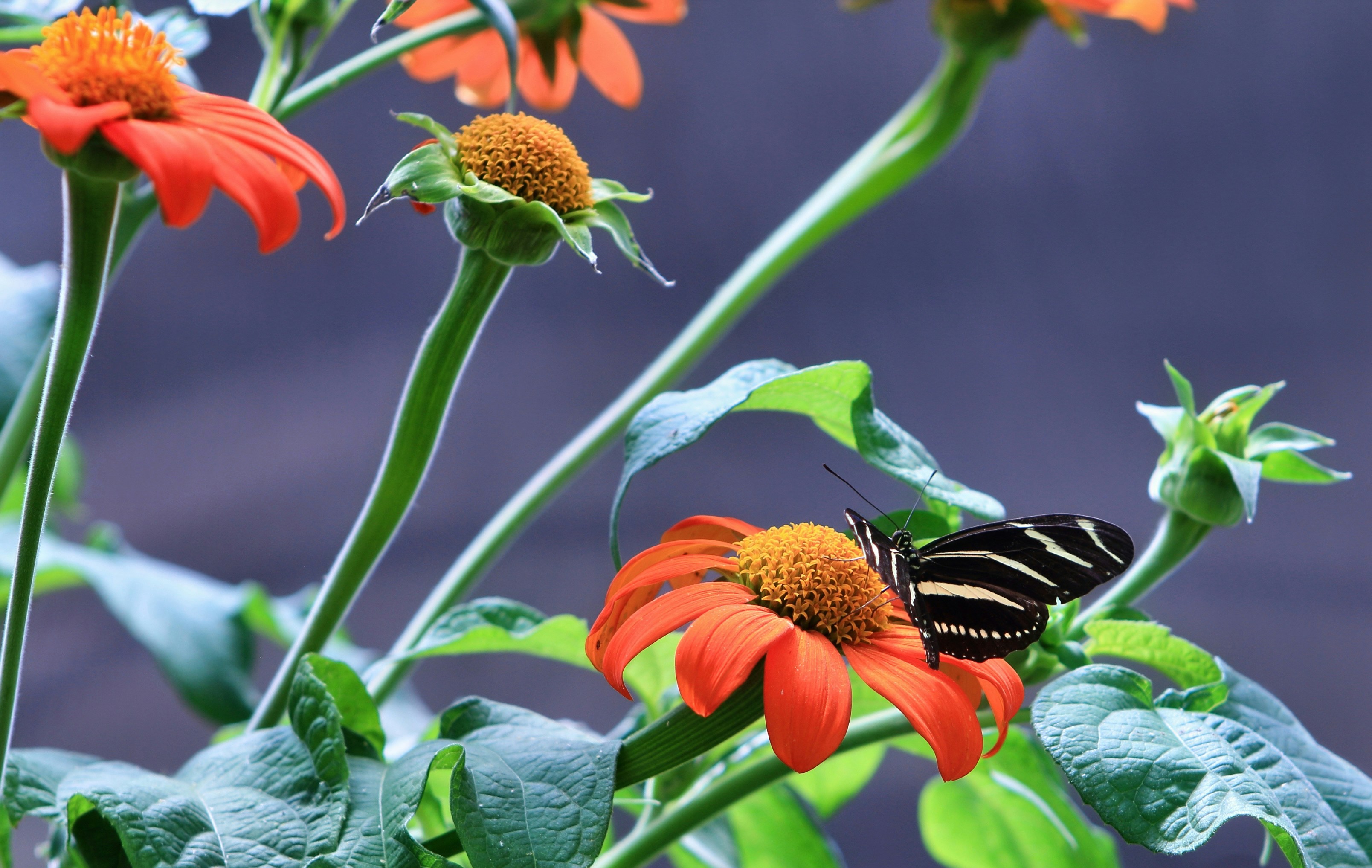 코스피 200 추종 ETF, 장점과 단점 한눈에 비교