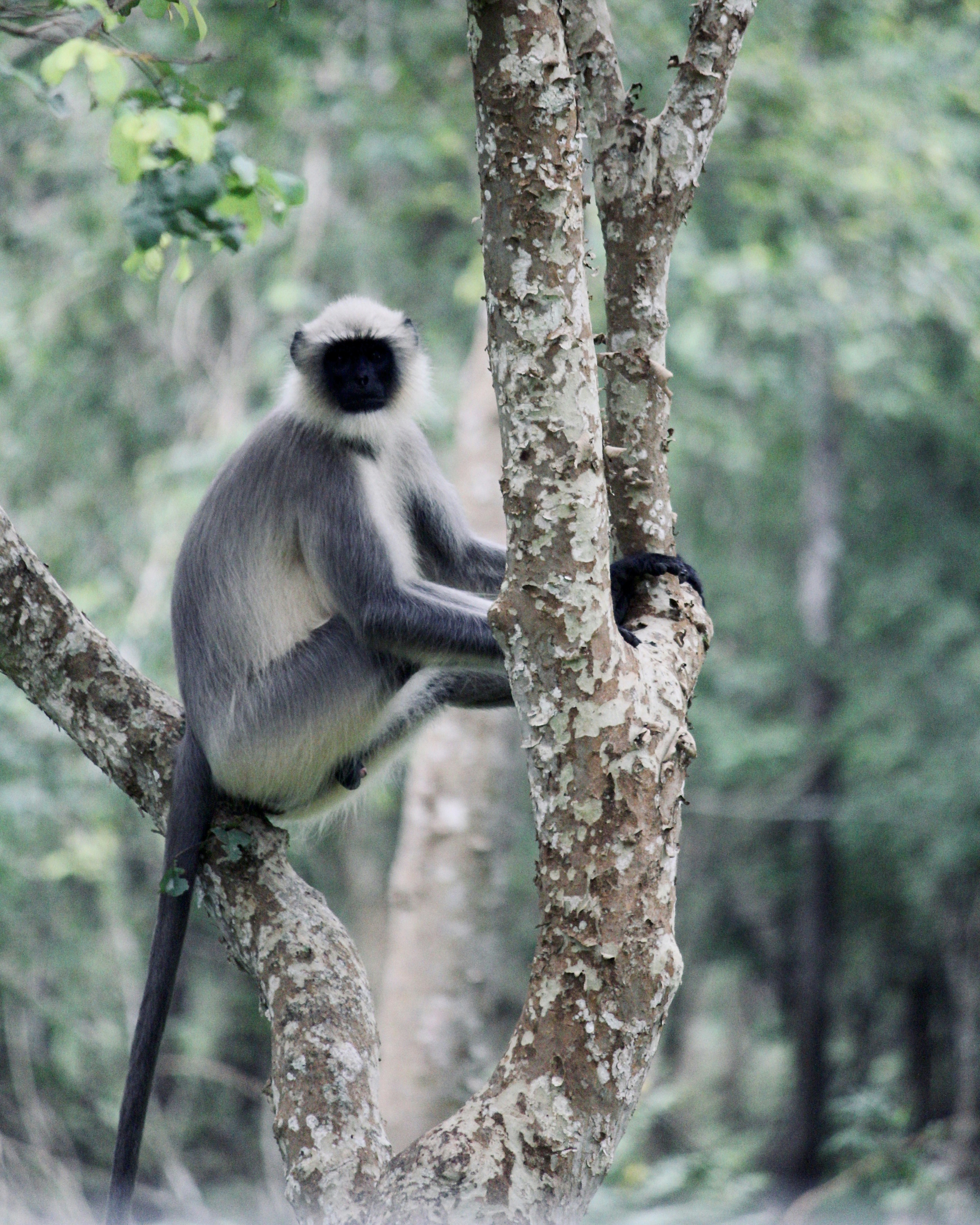 Photo by vishwasnavadak