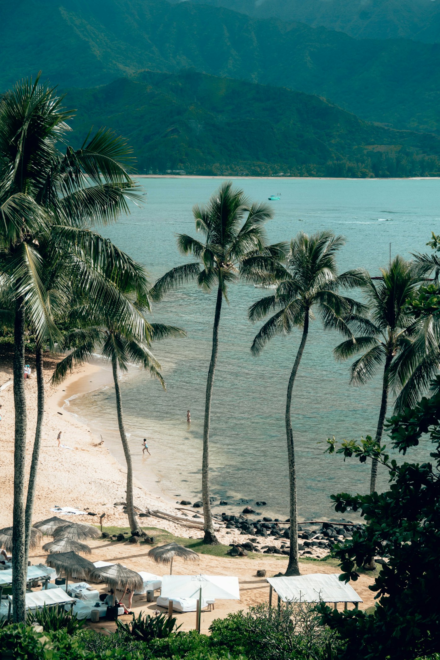 Palm trees lining a sandy Hawaii beach, the kind of neighbor island resort stay Hawaii families can book by pooling World of Hyatt points online