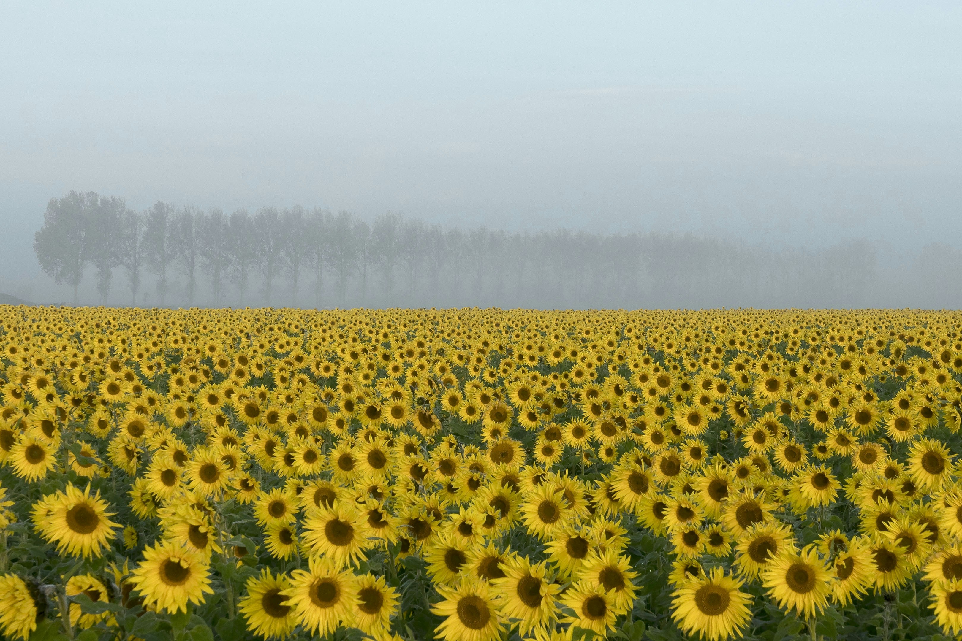 A large field of sunflowers in the fog